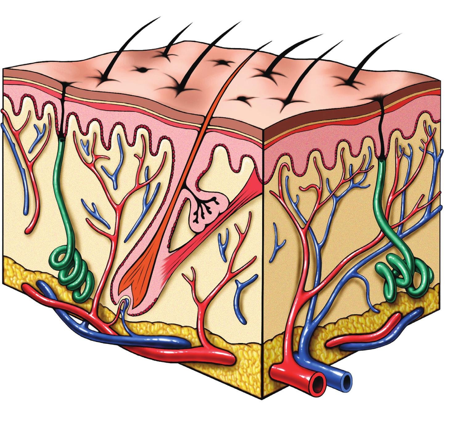 Кровеносные сосуды в каком слое кожи. Дерма кожи биология. Кожа анатомия. Кожа человеческая. Слои кожи.