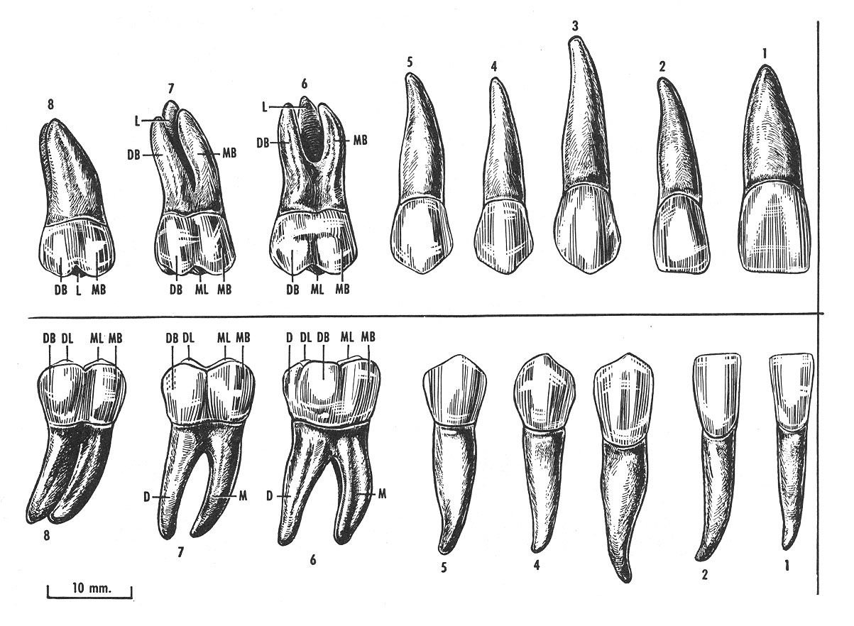 Зуб семерка верхний. Зубы верхней челюсти челюсти анатомия. Анатомия зубов нижней челюсти для зубных техников.