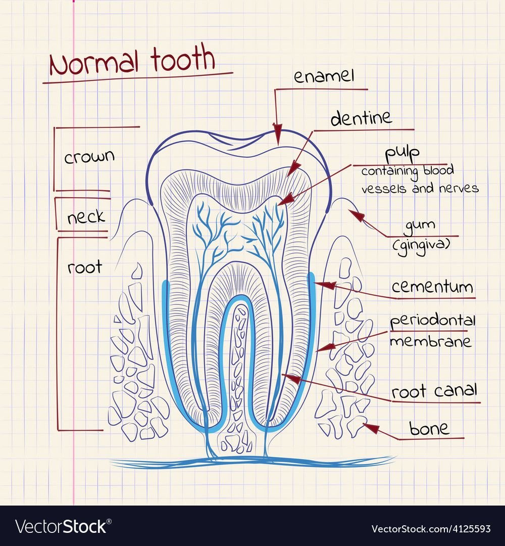 Про зубы на английском. Структура строение зуба. Зарисовка строения зуба. Схема строения зуба. Строение зуба рисунок.