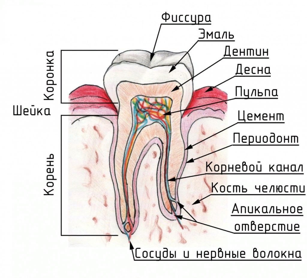 Какие части у зуба. Строение зуба человека схема. Схема внутреннего строения зуба. Анатомическое строение зуба. Схема анатомического строения зуба.