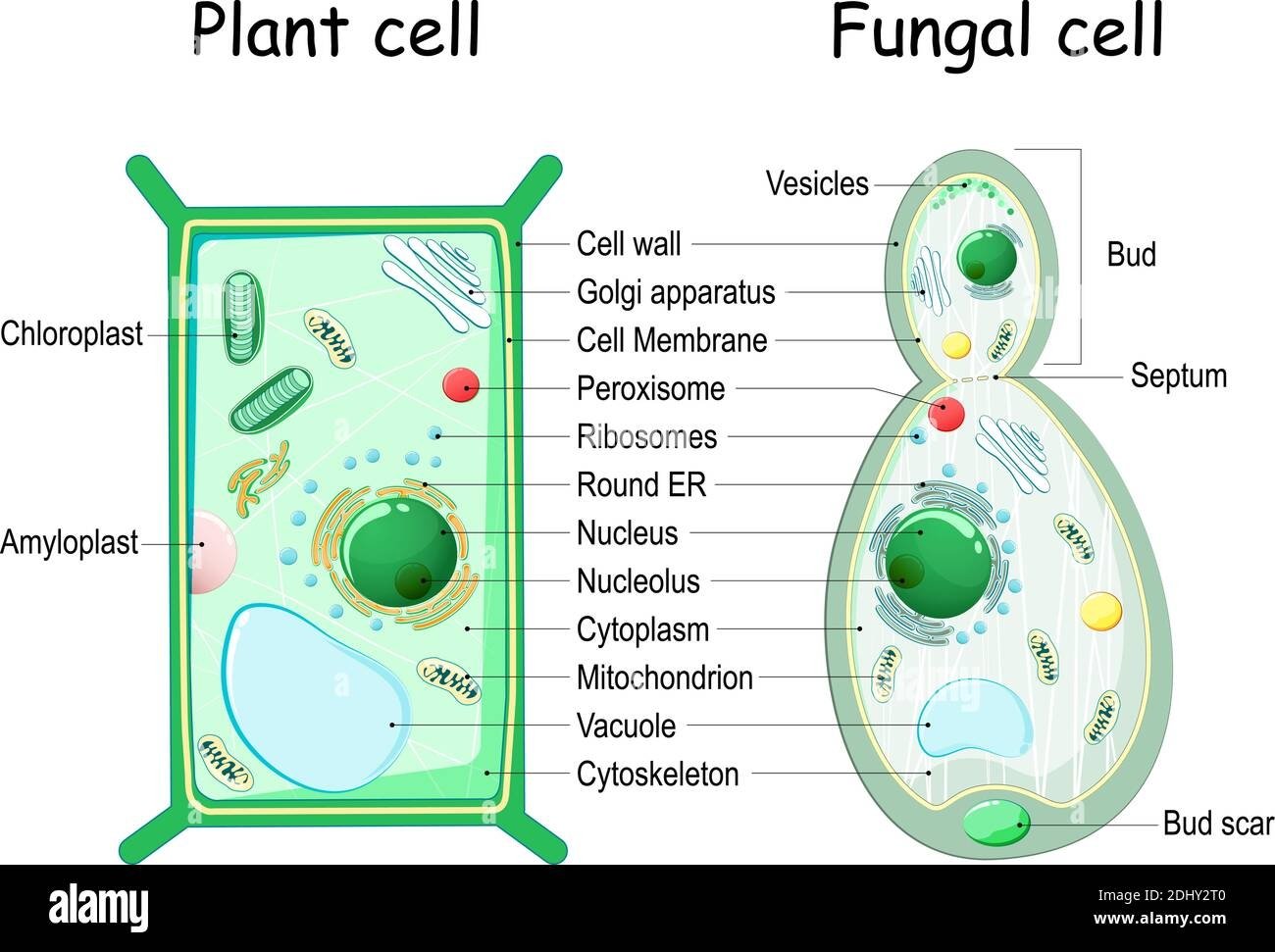 Питание клетки гриба. Строение дрожжевой клетки. Схема строения дрожжевой клетки. Строение грибной клетки. Строение грибной клетки рисунок.