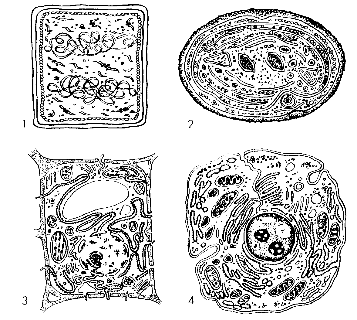 Животная растительная грибная бактериальная клетки. Строение растительной клетки схема черно-белая. Ядро раст клетки. Клетки биология бактериальная грибная. Строение растительной клетки.