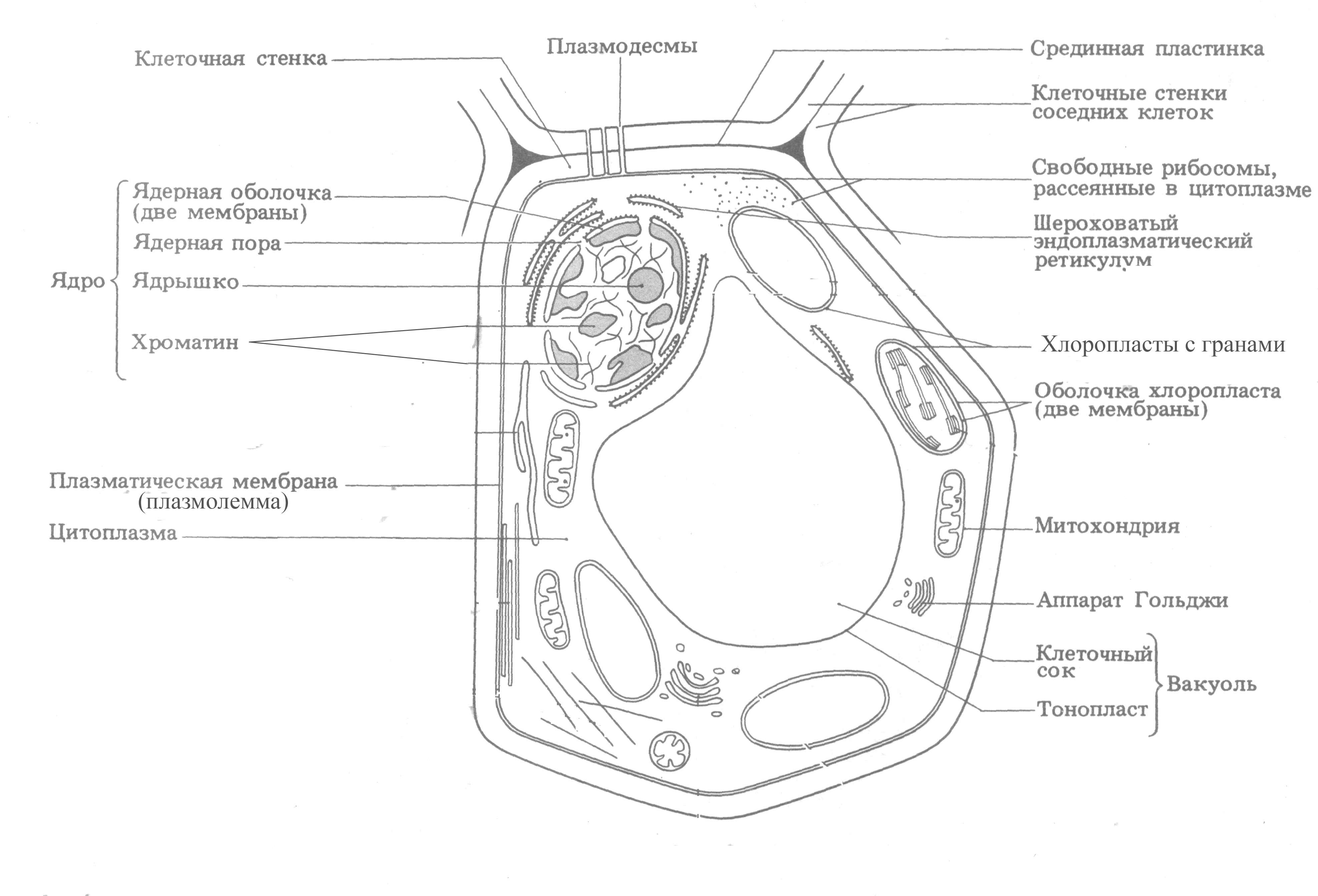 Растительные клетки названия. Органоиды растительной клетки схема. Органоиды растительной клетки схема строения. Схема строения растительной клетки рисунок с подписями. Органеллы растительной клетки схема.