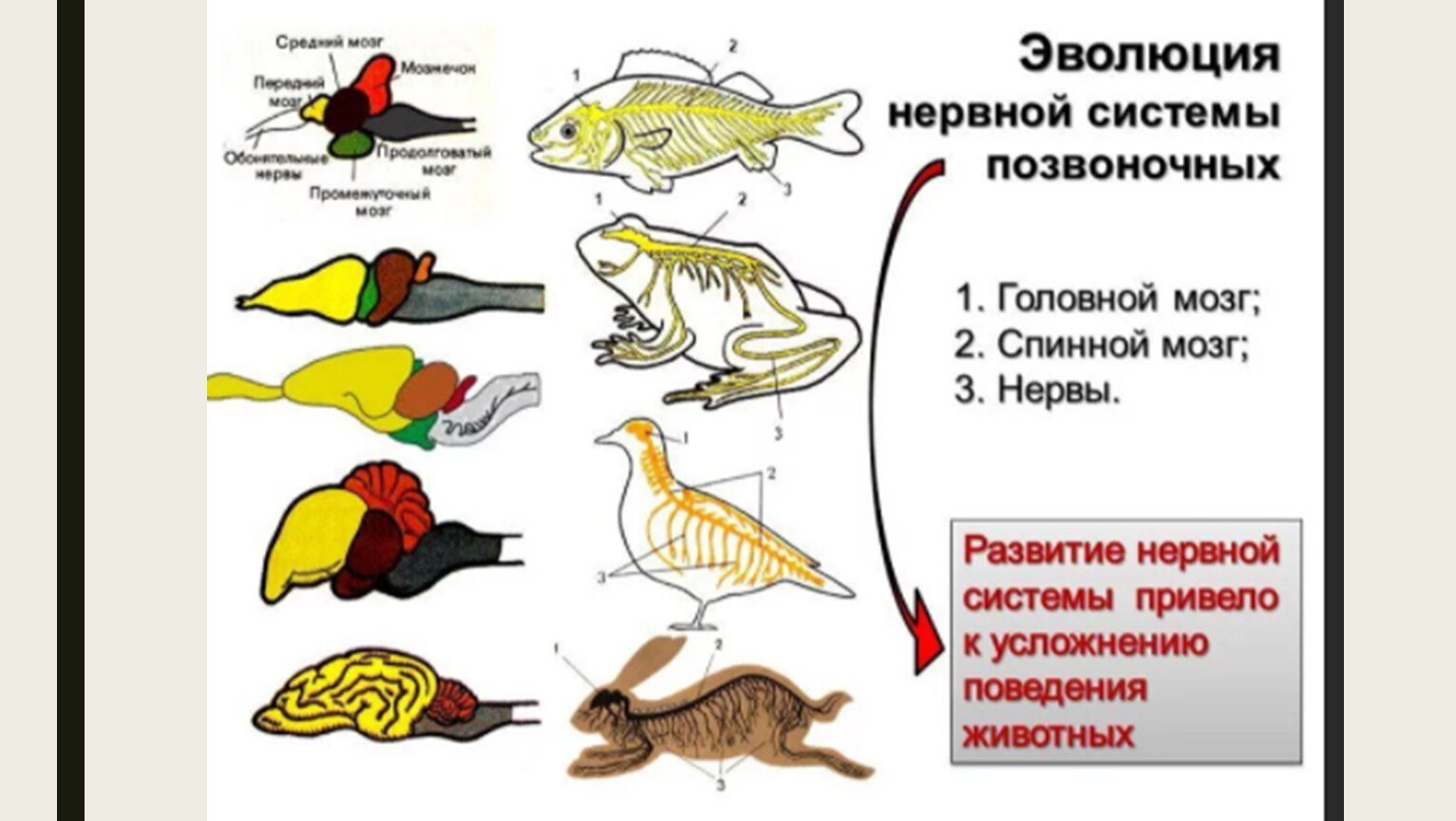 Появление головного мозга у рыб. Эволюция нервной системы позвоночных животных таблица. Эволюция нервная система позвоночных 7 класса. Эволюция нервной системы беспозвоночных таблица. Эволюция нервной системы у животных таблица.