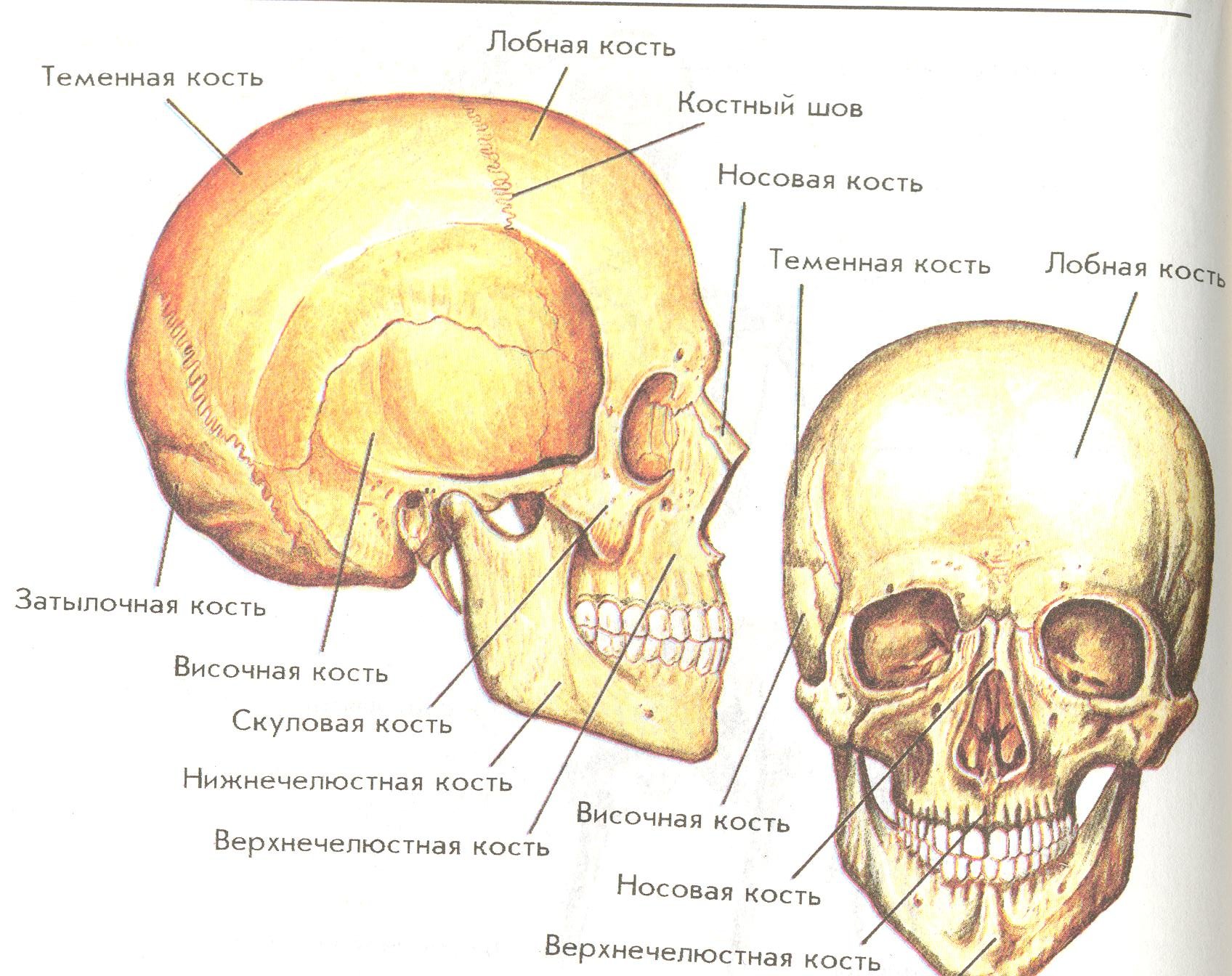 Скелет головы особенности строения. Строение кости черепа человека. Строение костей черепа анатомия. Череп строение анатомия кости. Скелет черепа человека биология 8 класс.