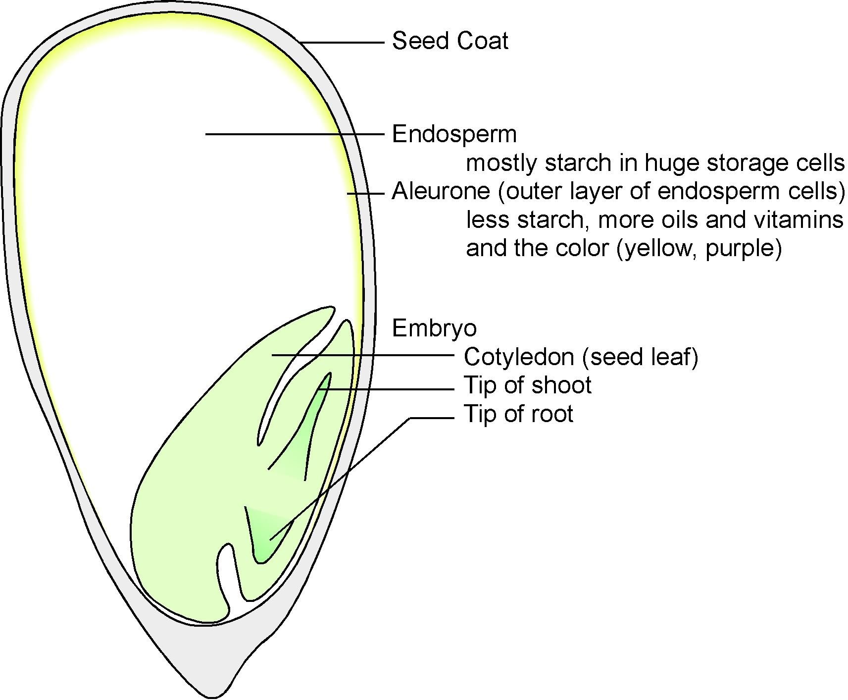 В какой клетке содержится эндосперм