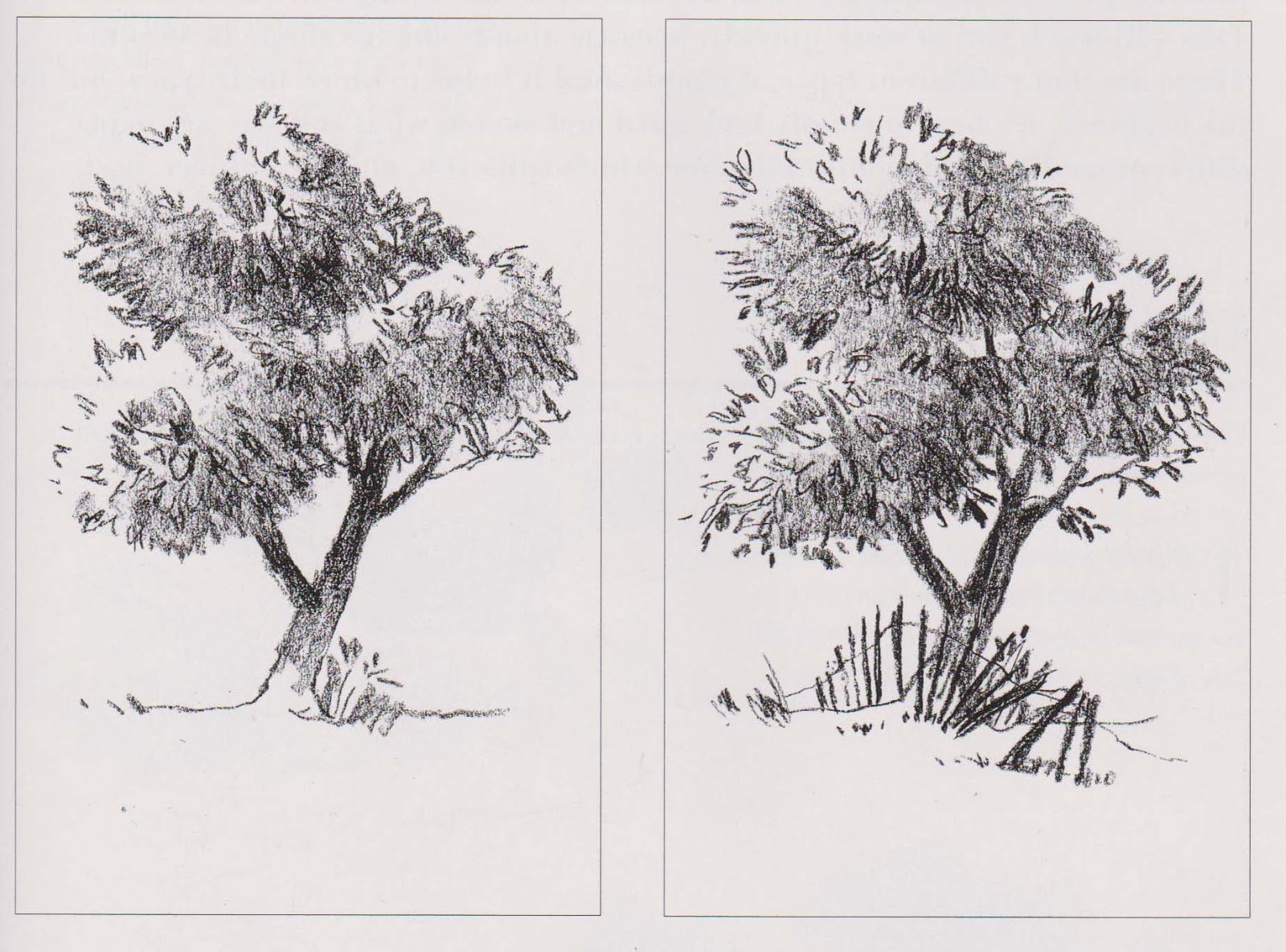 Рисунок в графике 2 класс. Зарисовки деревьев. Зарисовки деревьев и кустарников. Зарисовки деревьев разных пород. Наброски и зарисовки деревьев.