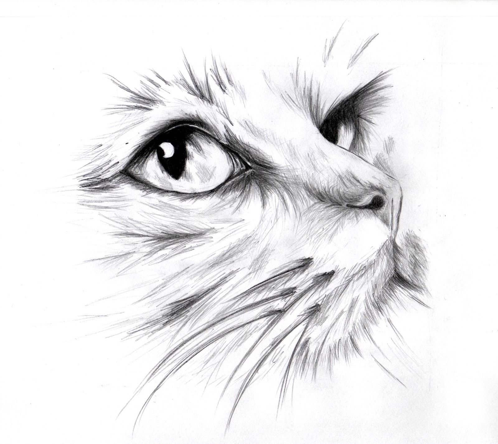 Pencil cats. Животные карандашом. Рисунки для срисовки животные. Красивые рисунки животных карандашом. Рисунки животных карандашом для срисовки.