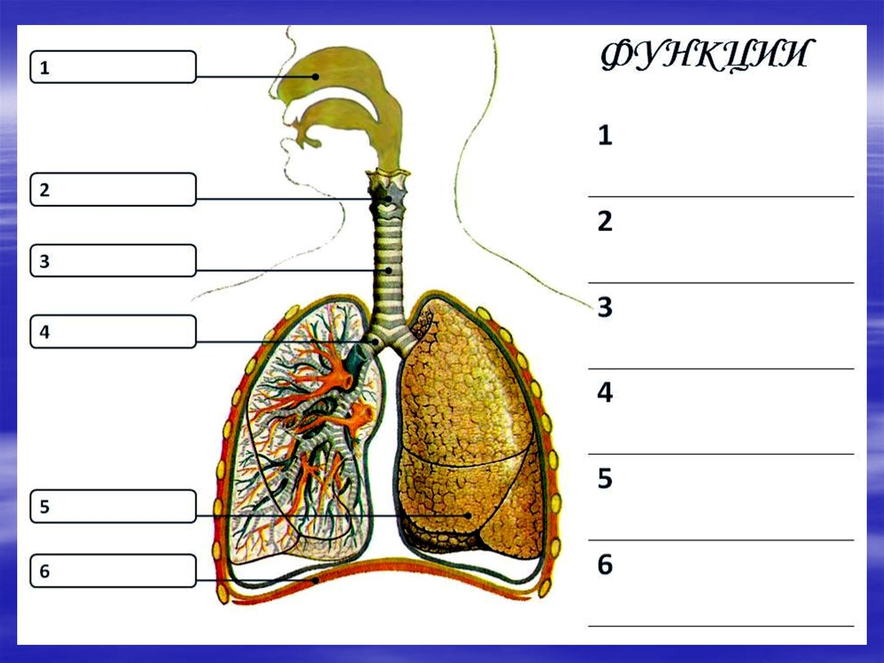 Основу легких составляют. Строение системы органов дыхания человека. Дыхательная система человека трахея и бронхи. Дыхательная система трахея анатомия человека. Система органов дыхания человека 8 класс.