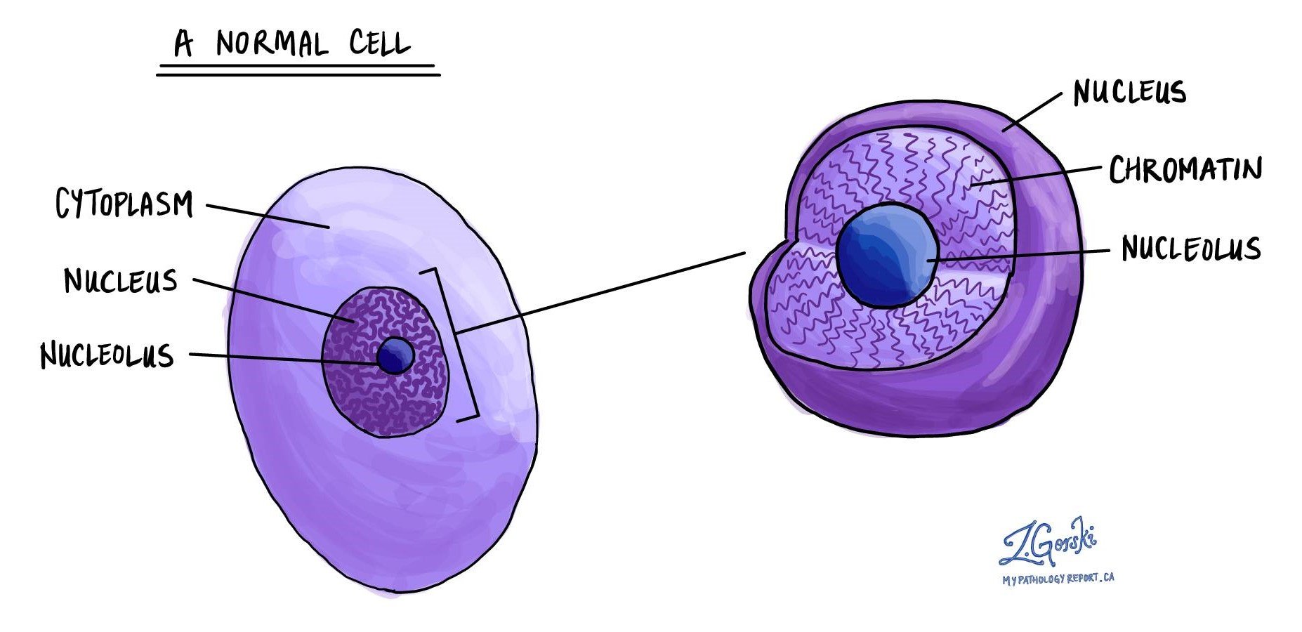 Для какой клетки характерны ядру. Ядрышко клетки. Строение ядрышка. Хроматин и ядрышко. Строение ядра хроматин.
