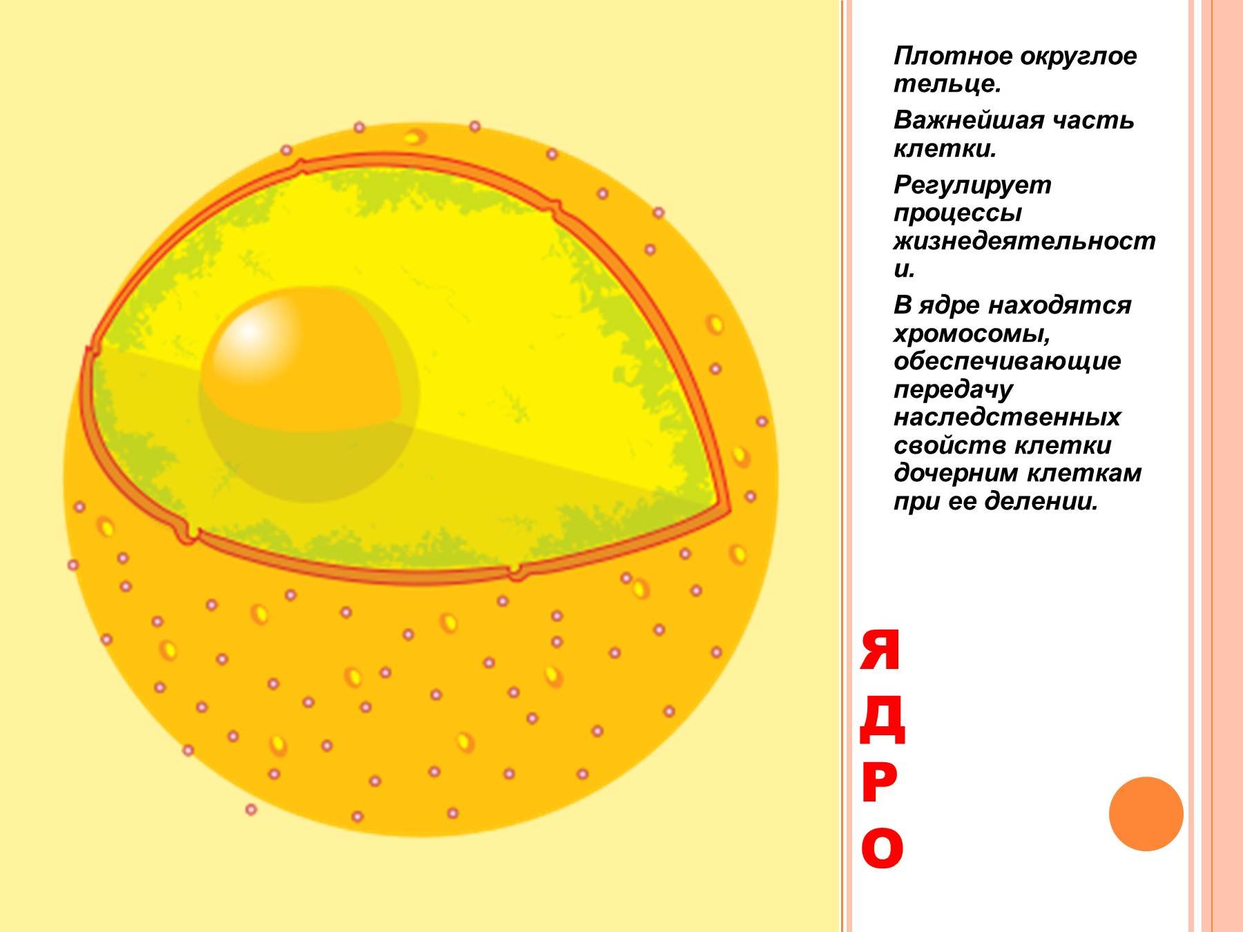 В ядрах клеток многоклеточного. Ядро клетки рисунок схематично. Ядро клетки схематический рисунок. Строение ядра клетки рисунок. Строение ядра клетки без подписей.