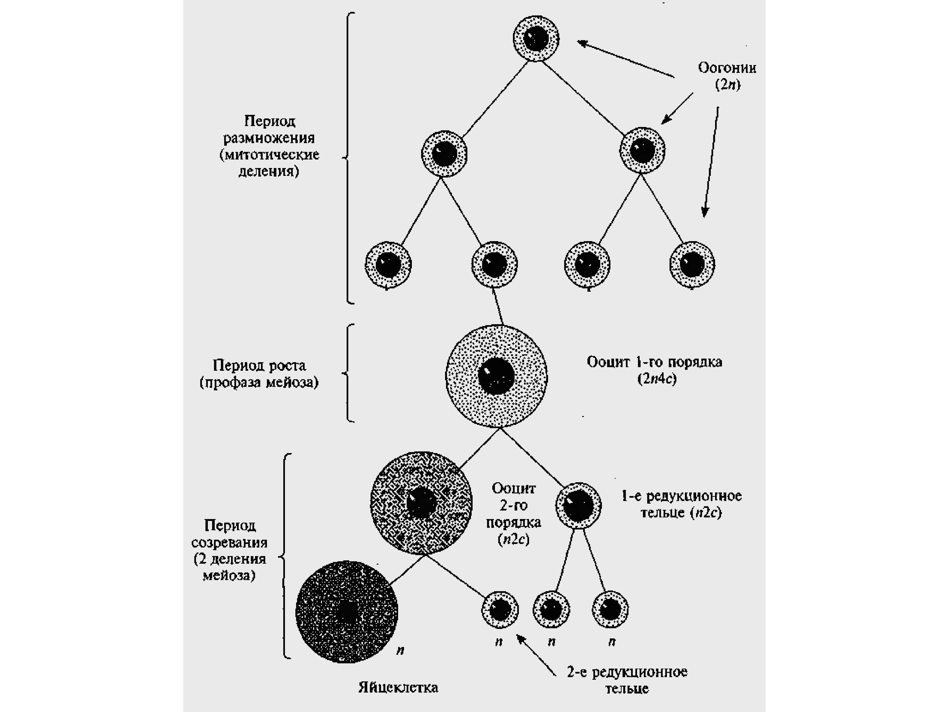 Установите последовательность этапов овогенеза образование ооцитов. Фазы овогенеза схема. Стадия размножения оогенез. Периоды сперматогенеза и овогенеза. Овогенез схема с подписями.