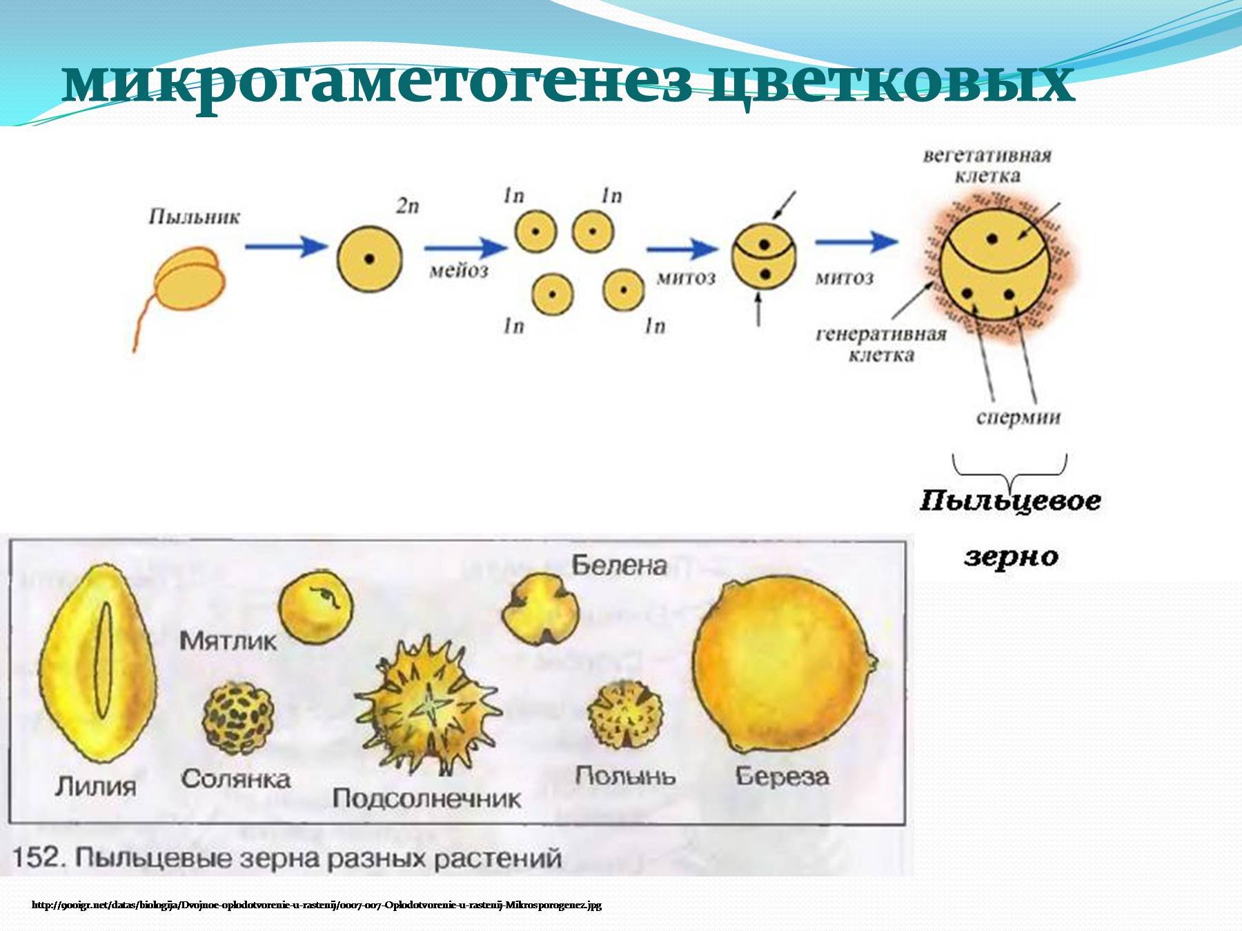 Генеративный цикл. Микроспорогенез и макроспорогенез у цветковых растений. Микроспорогенез у цветковых растений схема. Схема спорогенеза и гаметогенеза у растений. Образование яйцеклетки у цветковых растений.
