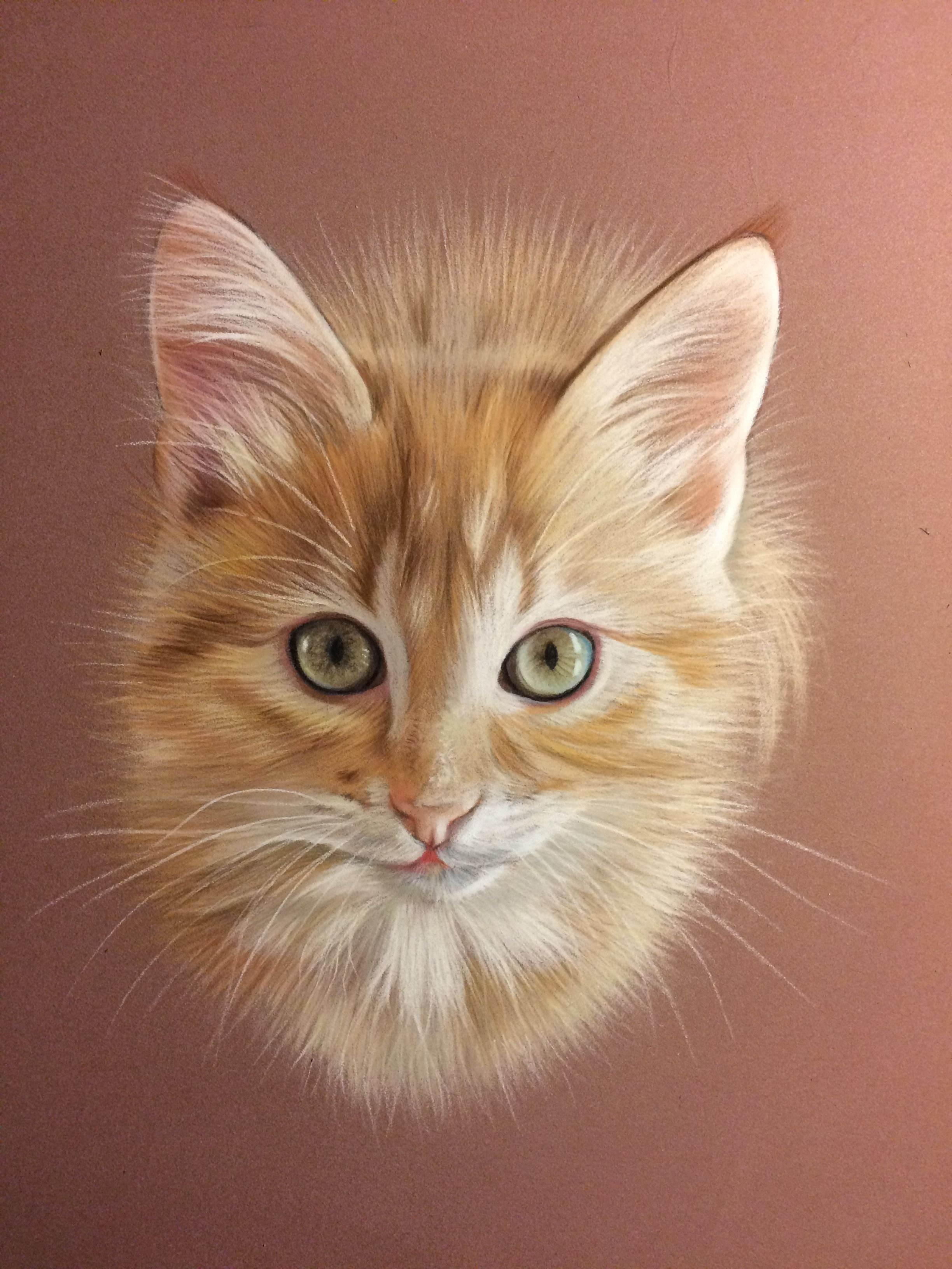 Chat рисует. Кошка пастелью. Портрет кошки. Портреты красивых кошек. Рыжий кот пастелью.