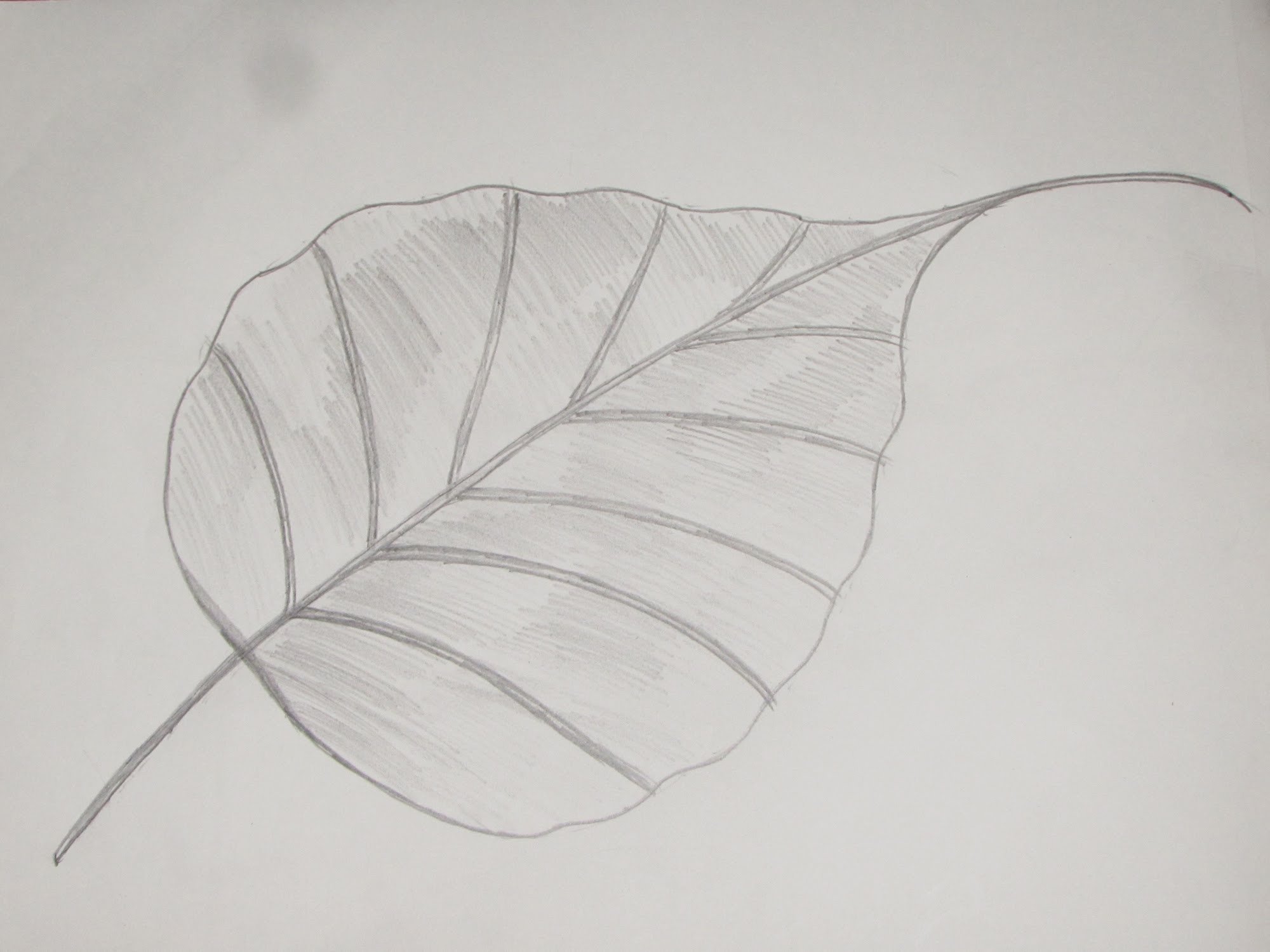 Картинка лист карандашом. Листья рисунок. Листья карандашом. Рисунок листьев карандашом. Рисунки для срисовки листья.