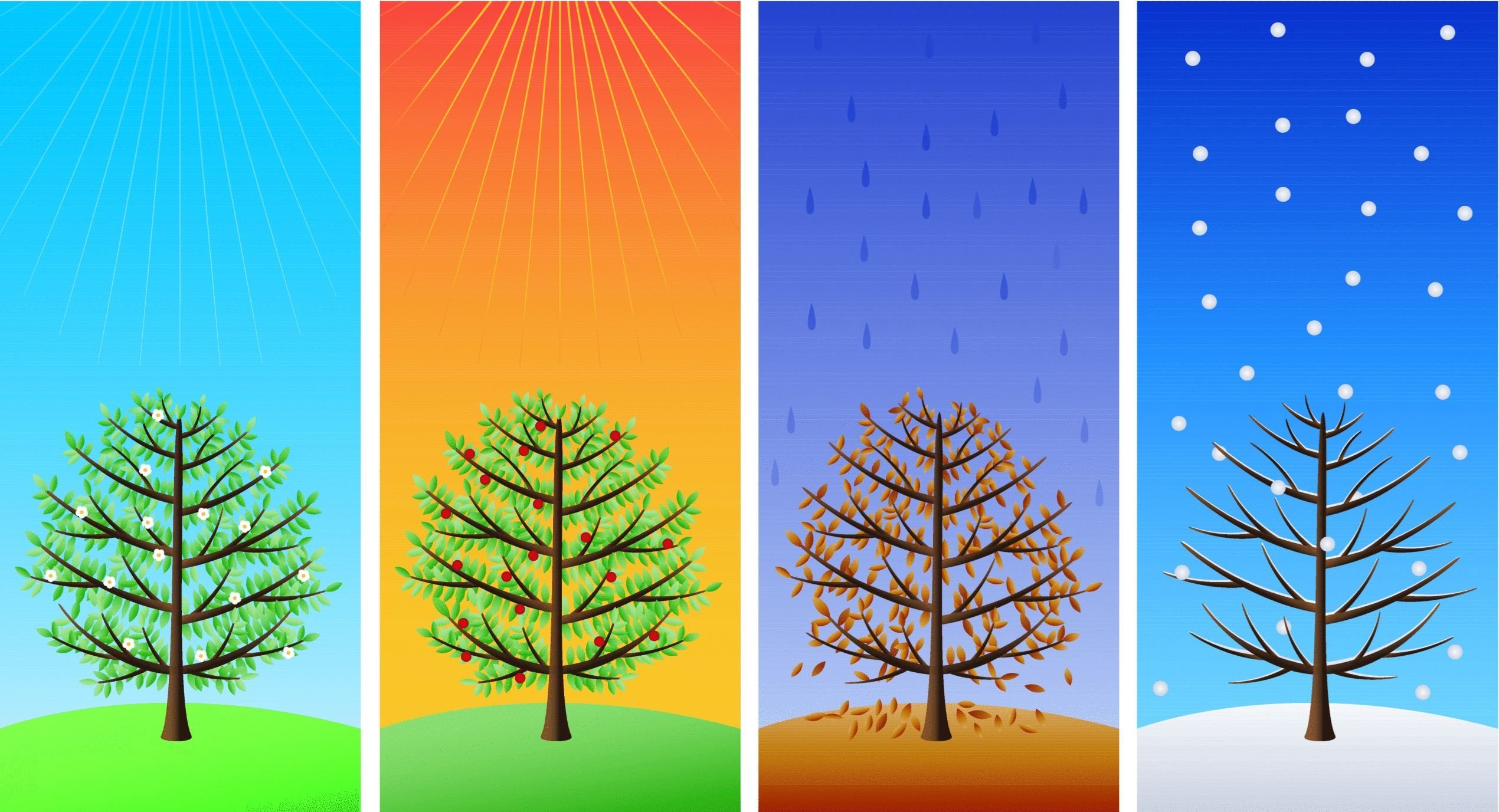 Времена года лето изменения в жизни растений. Дерево в разные времена года. Изображения времен года для детей. Времена года иллюстрации.