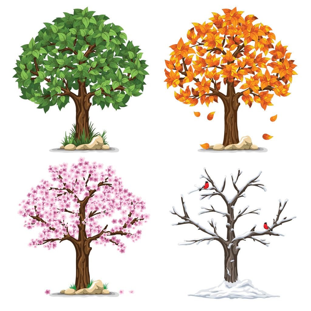 Яблоня в разные времена года. Дерево летом осенью зимой и весной. Сезонное дерево. Дерево по сезонам.