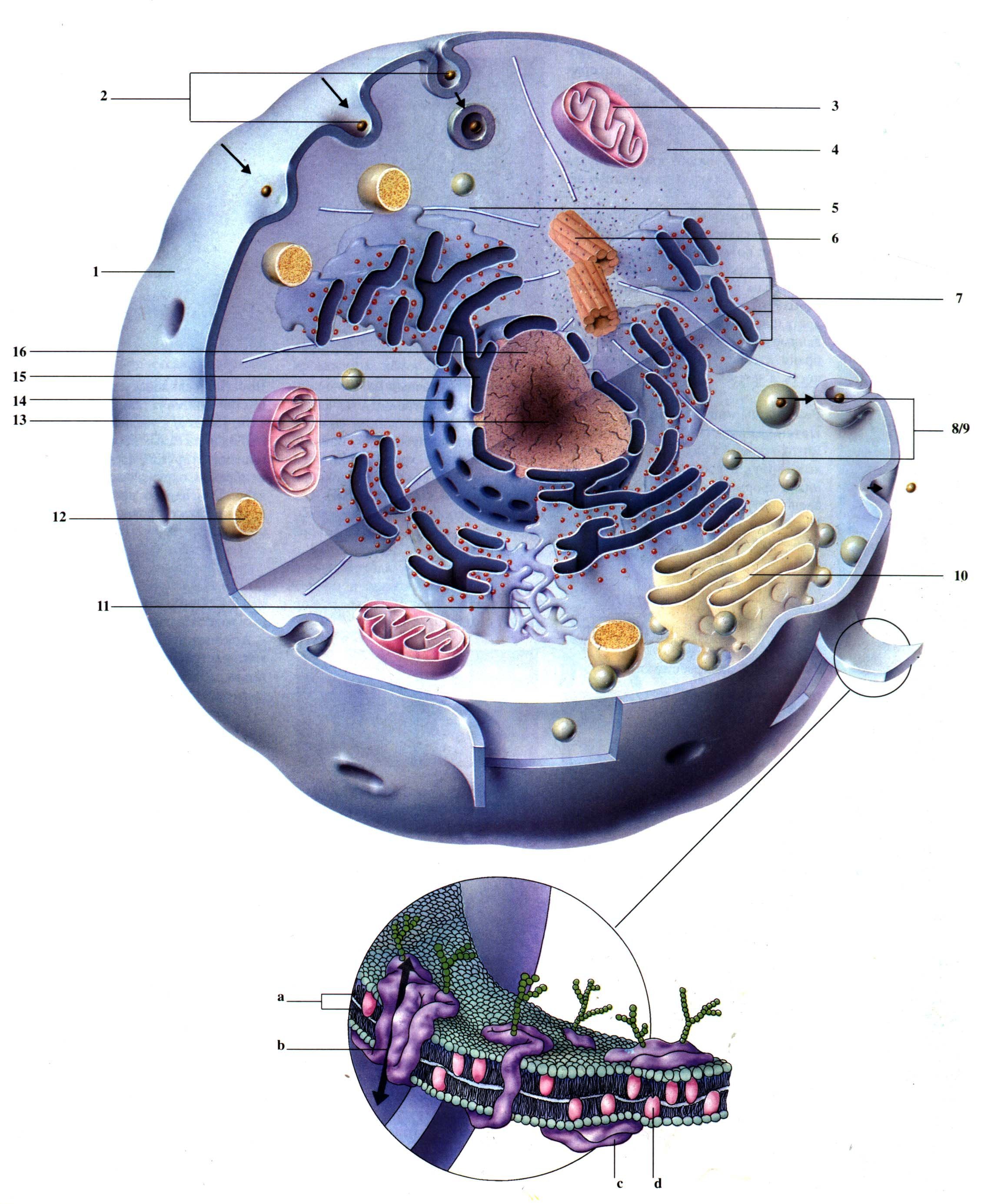 Клетка человека изображение. Строение животной клетки 8 класс биология. Строение человеческой клетки рисунок. Строение животной клетки 11 класс биология. Строение живой клетки.