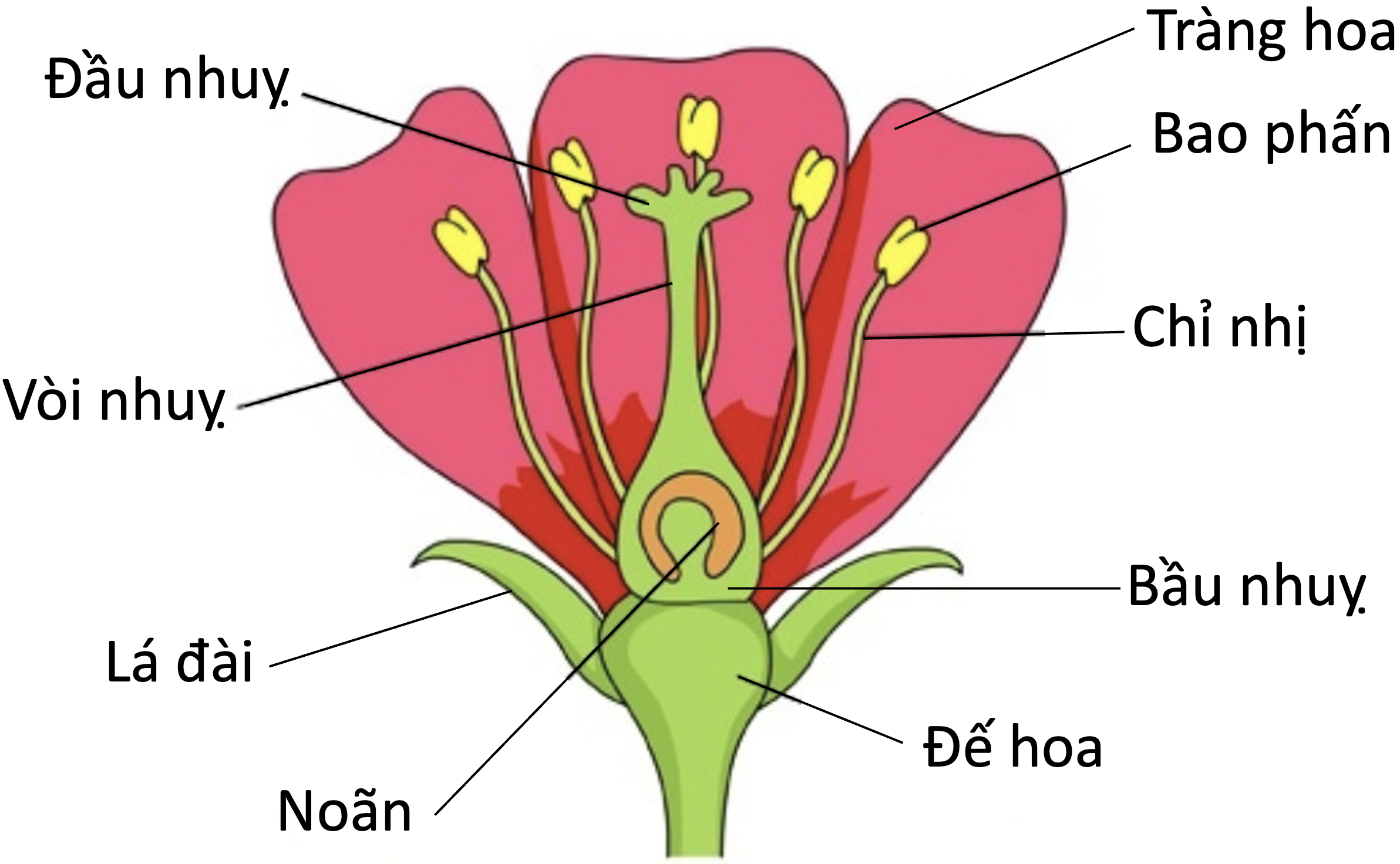 Plants kinds. Строение цветка чашелистик пыльник завязь. Структура цветка. Строение цветов. Анатомия цветка.
