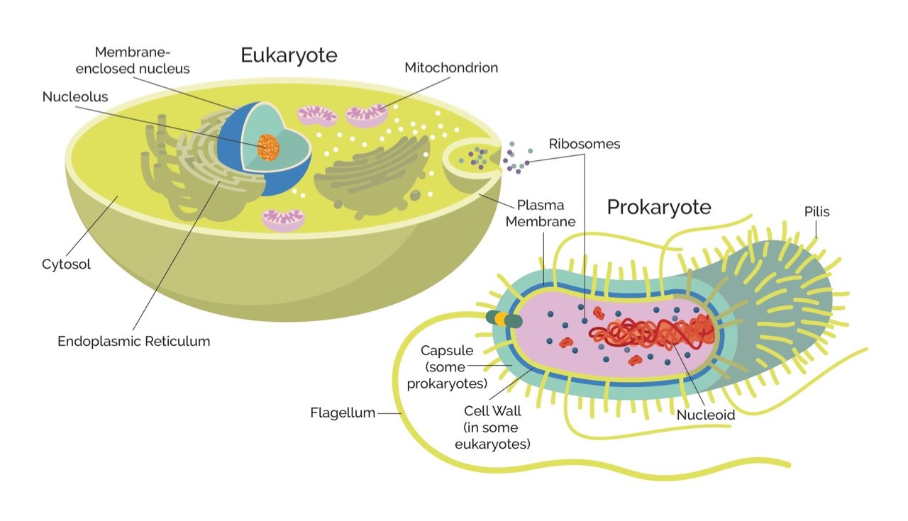 Эукариотических организмов имеется. Prokaryotic and eukaryotic. Бактерии эукариоты. Клетки прокариот и эукариот. Прокариотические и эукариотические клетки.