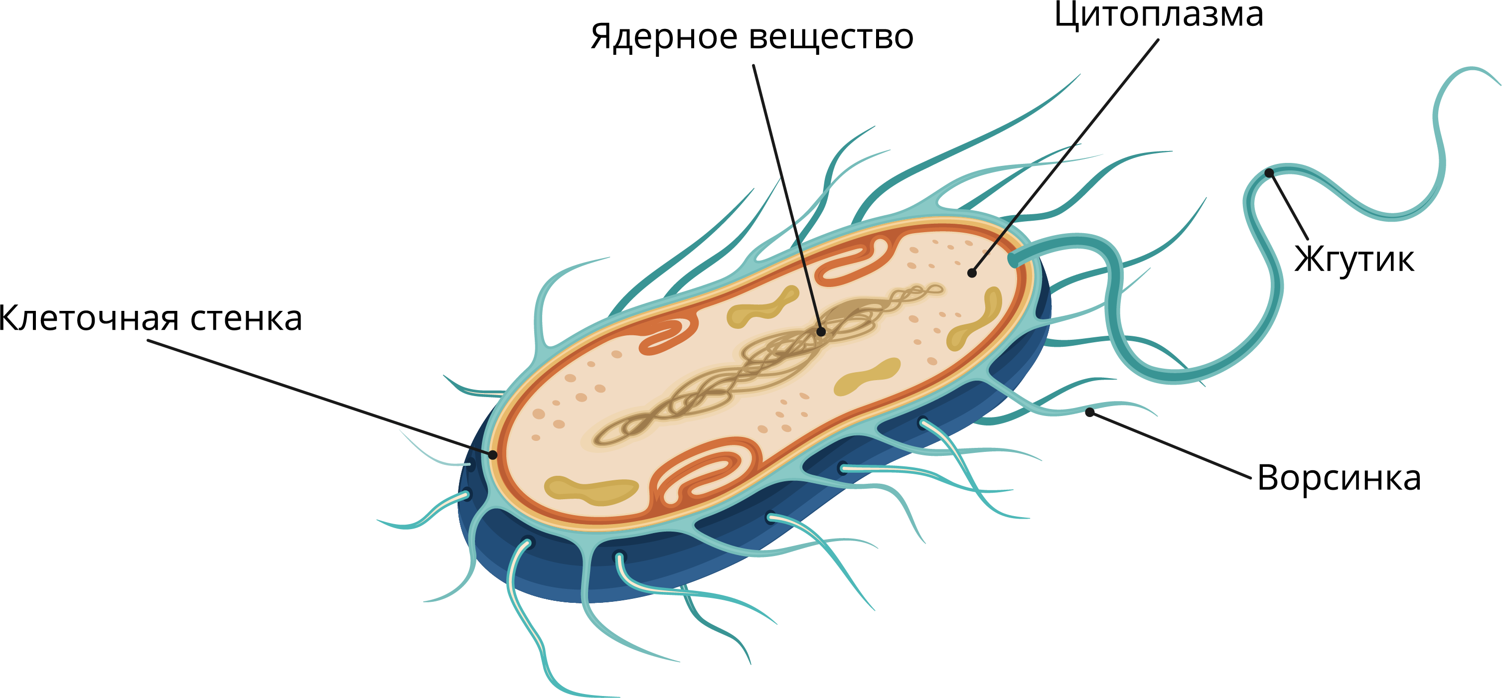 Древнейшие прокариоты. Строение бактериальной клетки 6 класс биология. Строение бактериальной клетки 7 класс биология. Строение бактериальной клетки 5 класс биология. Строение бактериальной клетки 5.
