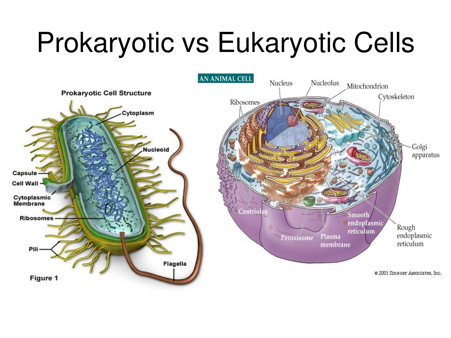 Прокариоты где. Prokaryotic Cell and eukaryotic Cell. Prokaryotic and eukaryotic. Prokaryotic and eukaryotic Cells. Prokaryotes and eukaryotes.