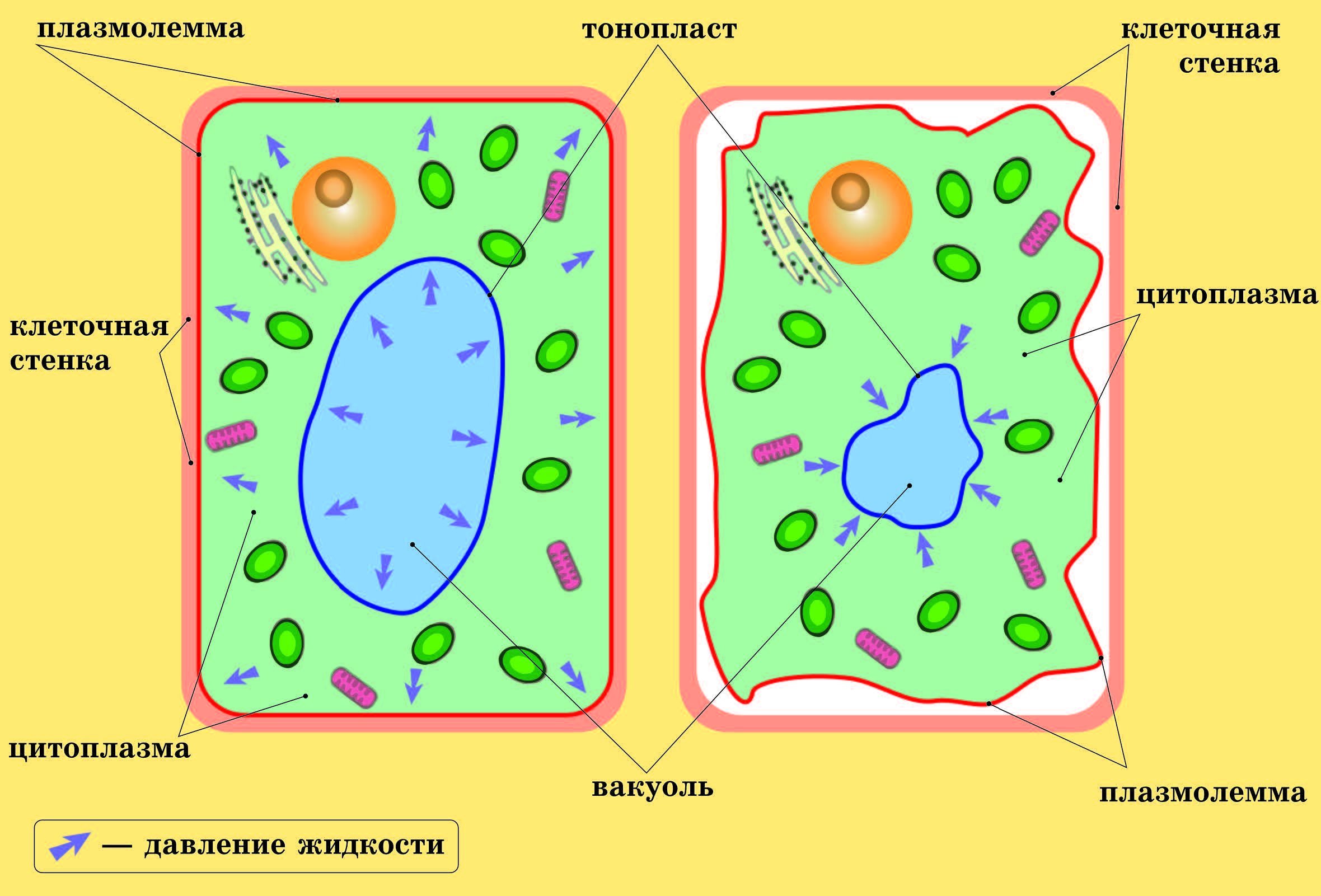 Клетка без цитоплазмы. Вакуоль растительной клетки рисунок. Строение вакуоли. Процесс осмоса в растительных клетках. Осмос в растительной клетке.