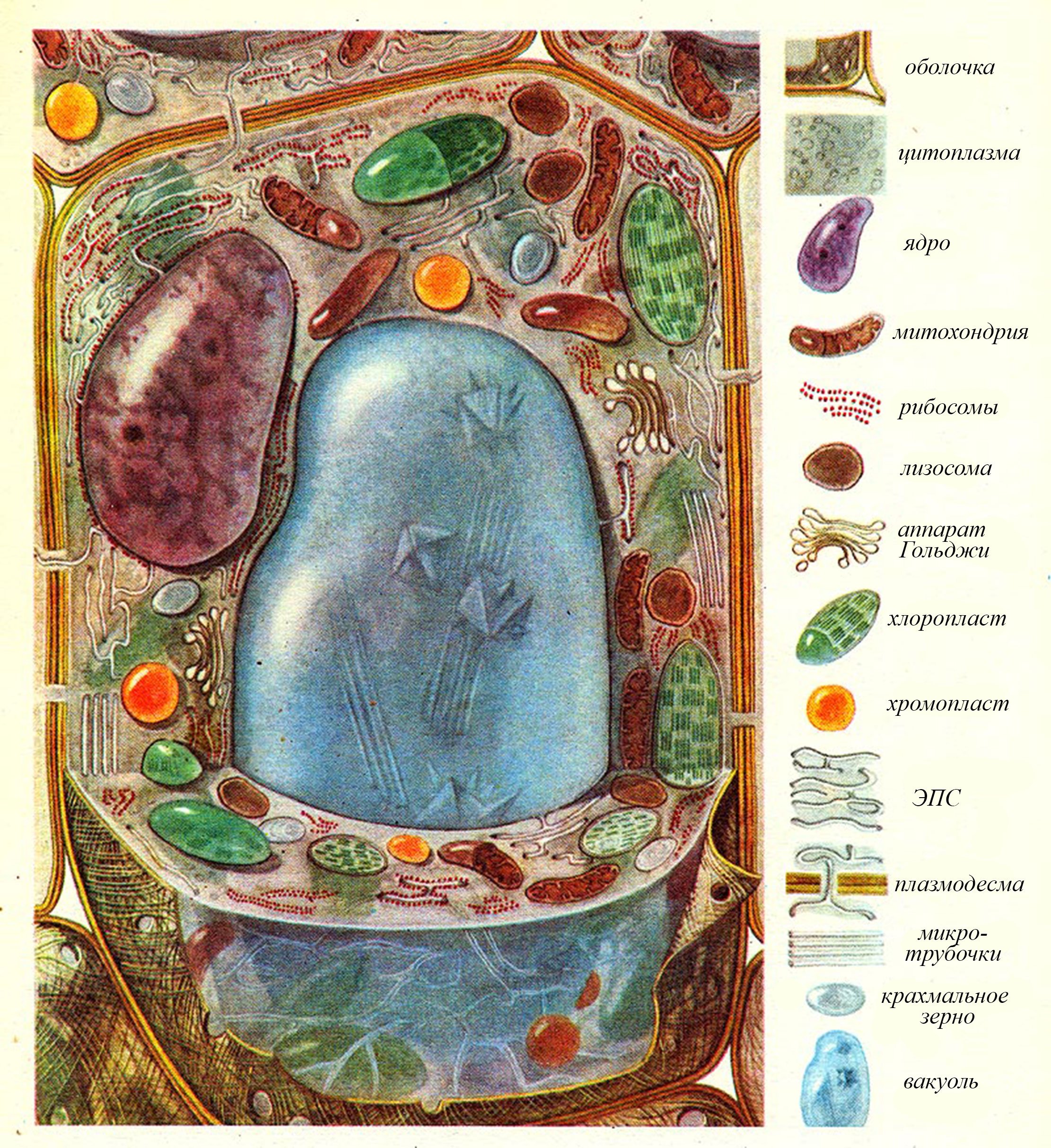 Сделать рисунок строения растительной клетки. Растительные клетки строение растительной клетки. Вакуоль растительной клетки биология. Растительные клетки клетки биология. Клетка биология схема растительная.