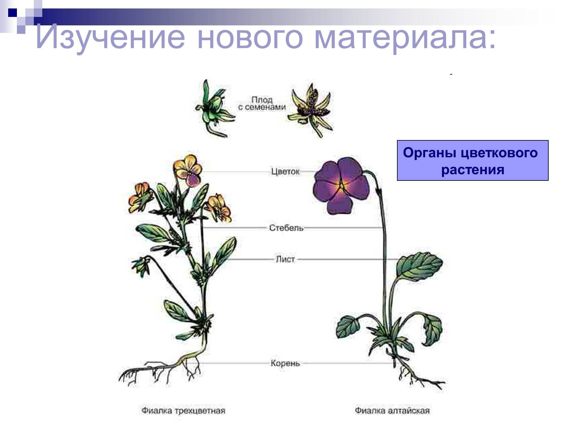 Внешнее строение покрытосеменных растений. Органы цветкового растения рисунок. Внешнее строение цветковых растений. Строение цветкового растения.