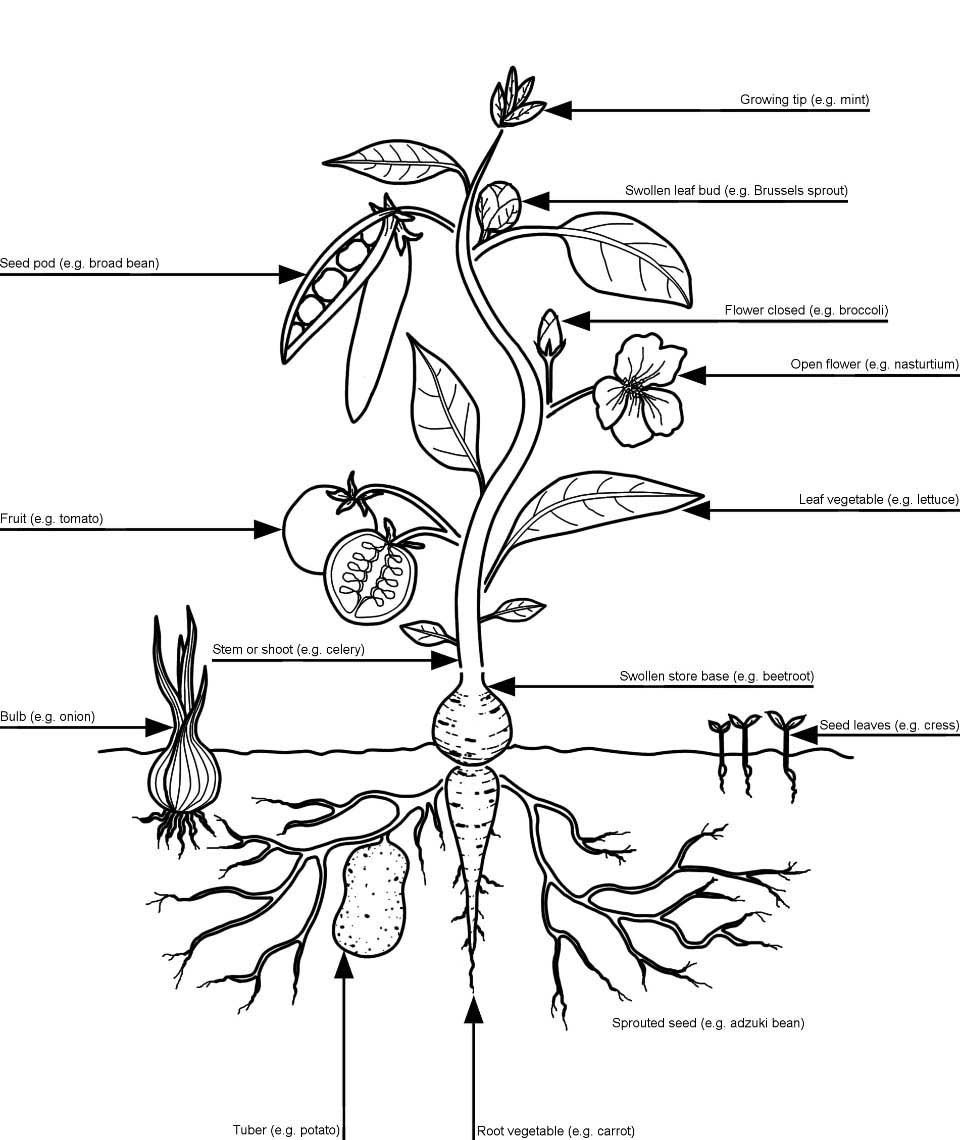 Рисунок внешнее строение растения. Parts of a Plant. Plant structure for Kids. Plant схематический рисунок. Plant Parts diagram.