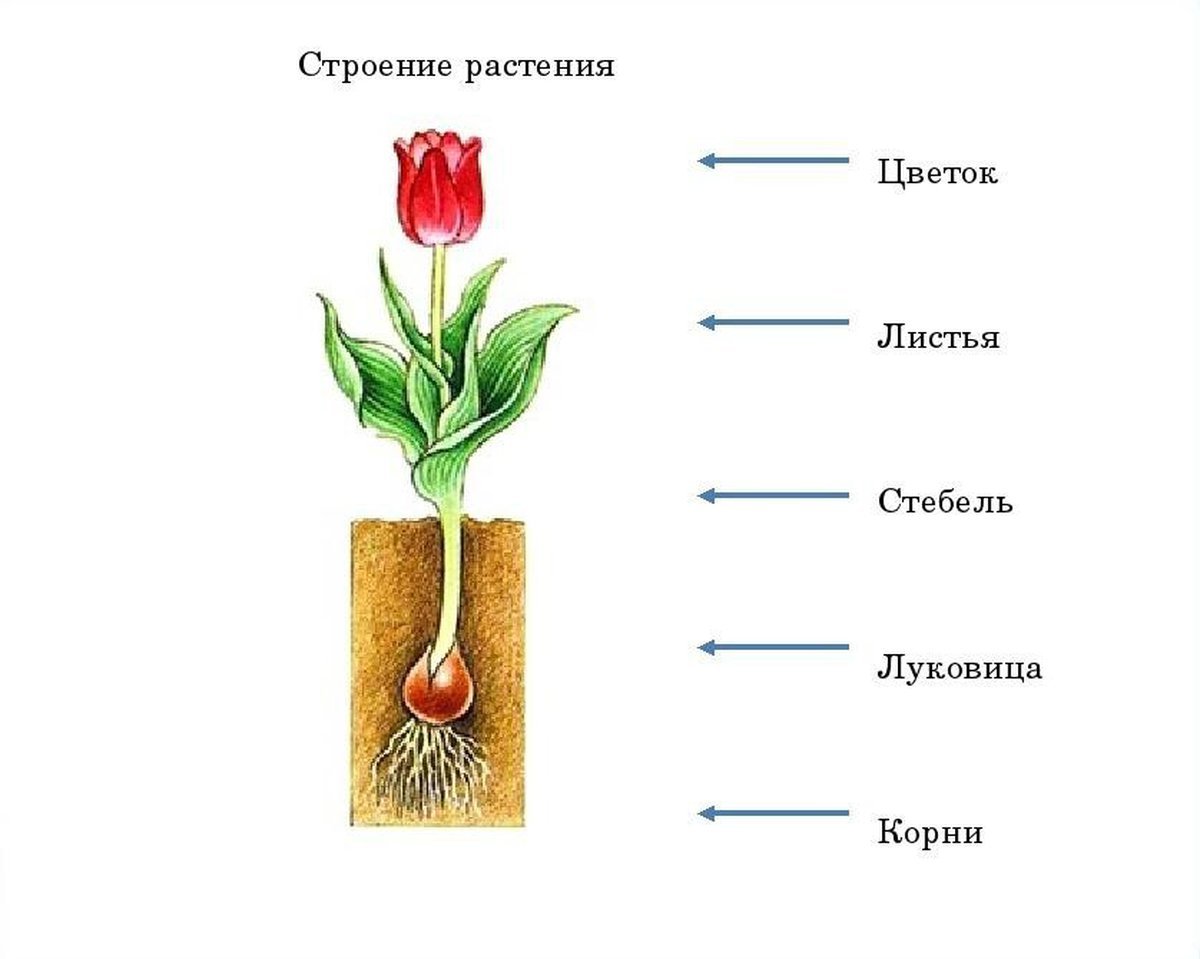 В изображенном на рисунке опыте тюльпан. Строение цветка тюльпана рисунок. Строение стебля тюльпана. Строение цветов для дошкольников. Строение растения для детей.