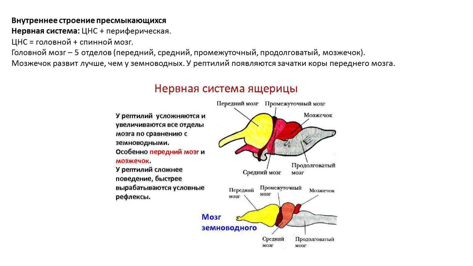 Какие функции выполняют отделы мозга у птиц. Нервная система пресмыкающихся рептилий. Нервная система рептилий схема. Строение головного мозга рептилий. Строение головного мозга лягушки.