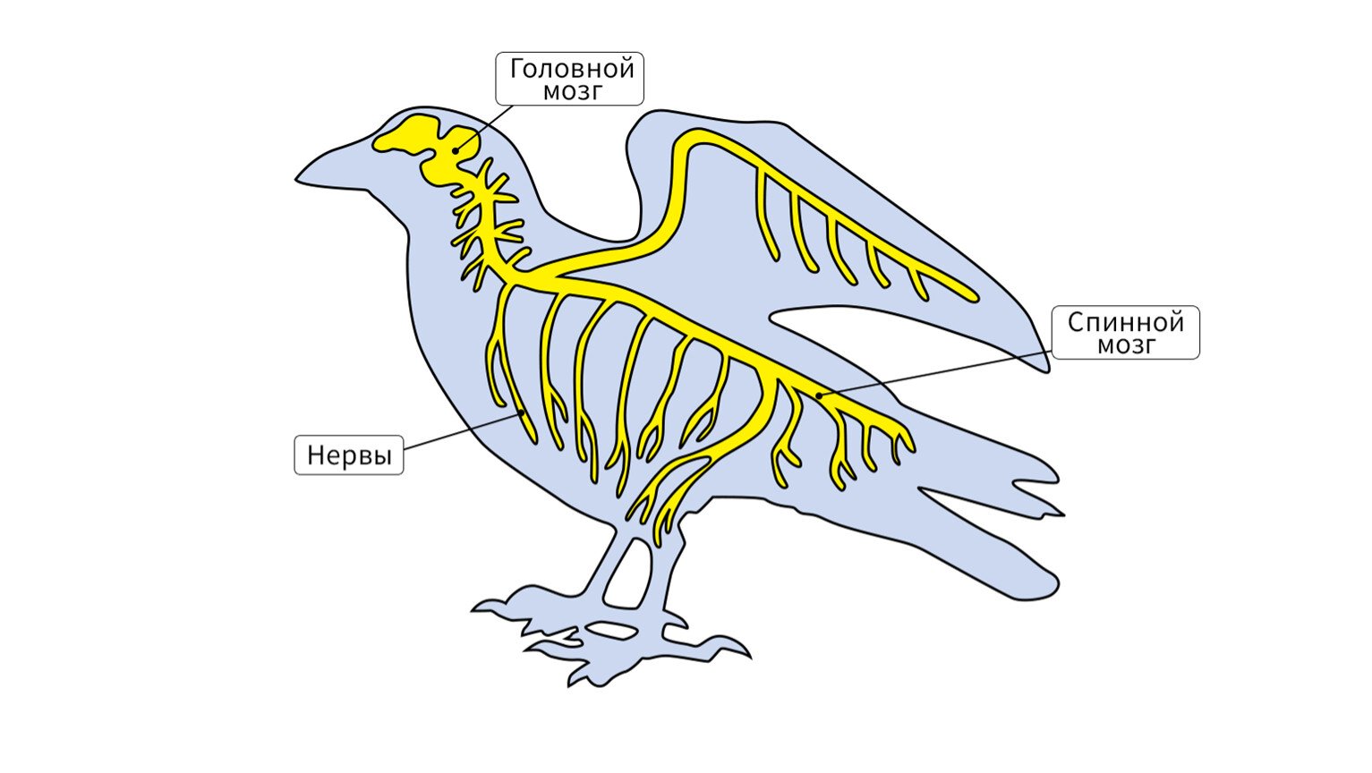 Развитый мозжечок у птиц