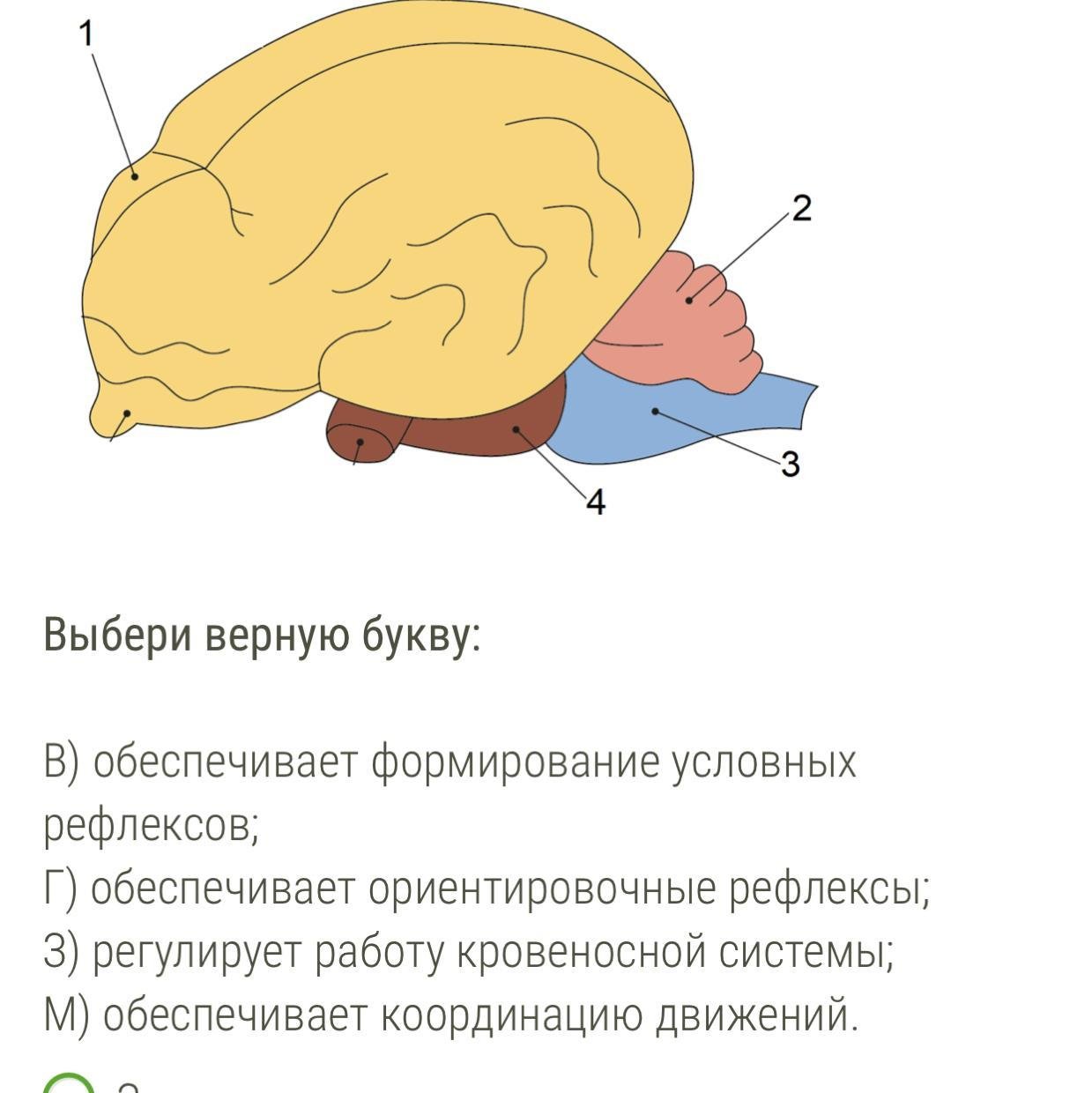 Укажите какой цифрой обозначена часть мозга млекопитающего. Мозг млекопитающих. Отделы головного мозга млекопитающих. Строение головного мозга млекопитающих. Функции мозга млекопитающих.