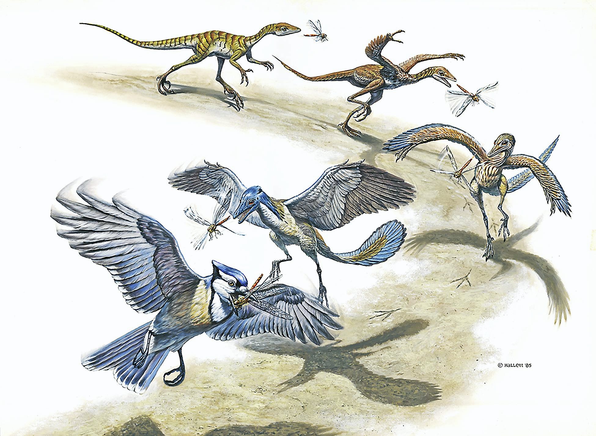 Откуда появились птицы. Археоптерикс Эволюция птиц. Потомки археоптерикса. Археоптерикс динозавр. Птицы потомки динозавров.