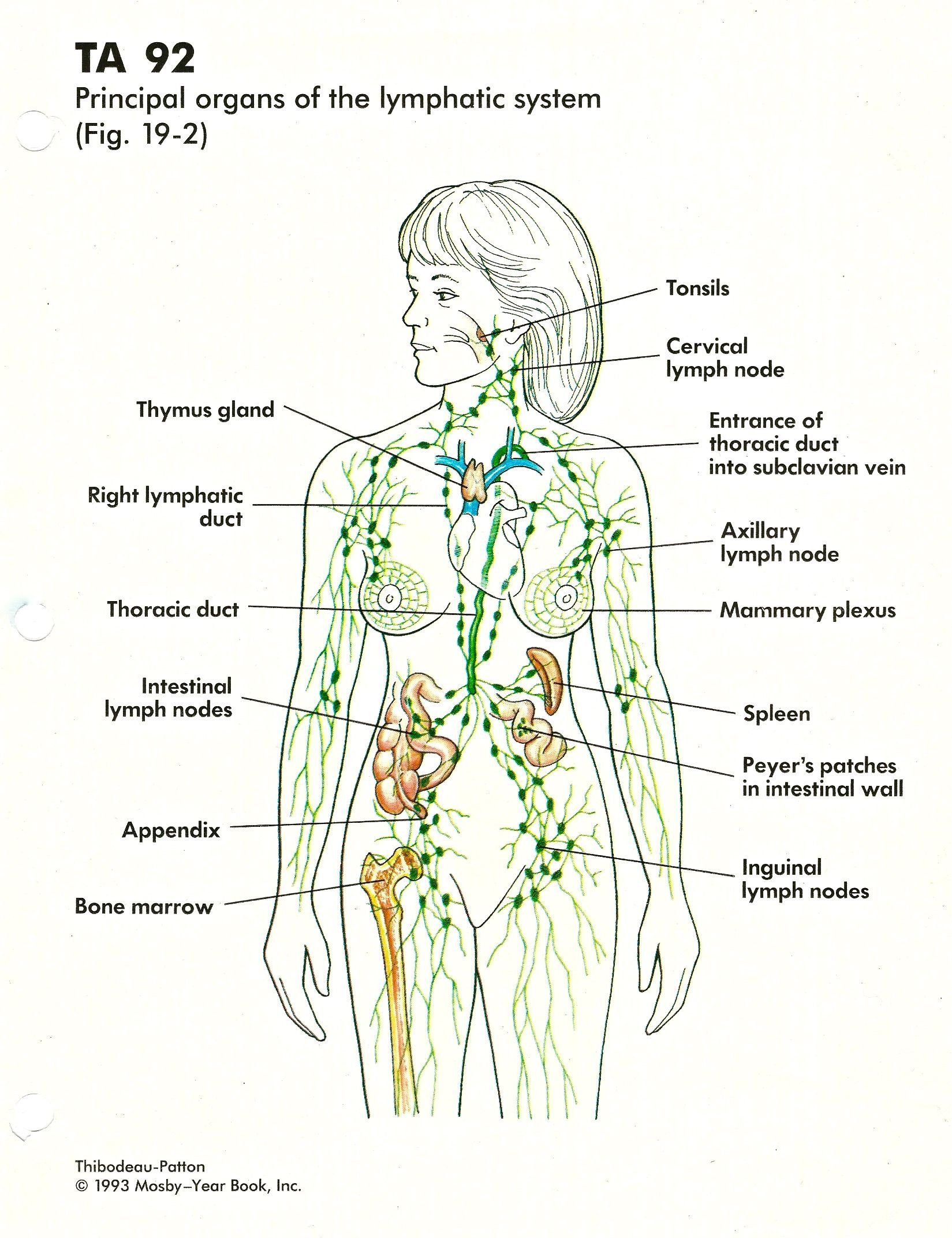 Где у женщины расположены лимфоузлы. Лимфатическая система человека анатомия. Лимфатическая система лимфоузлы. Лимфоузлылимфотическая система. Лимфатическая система человека расположение лимфоузлов.