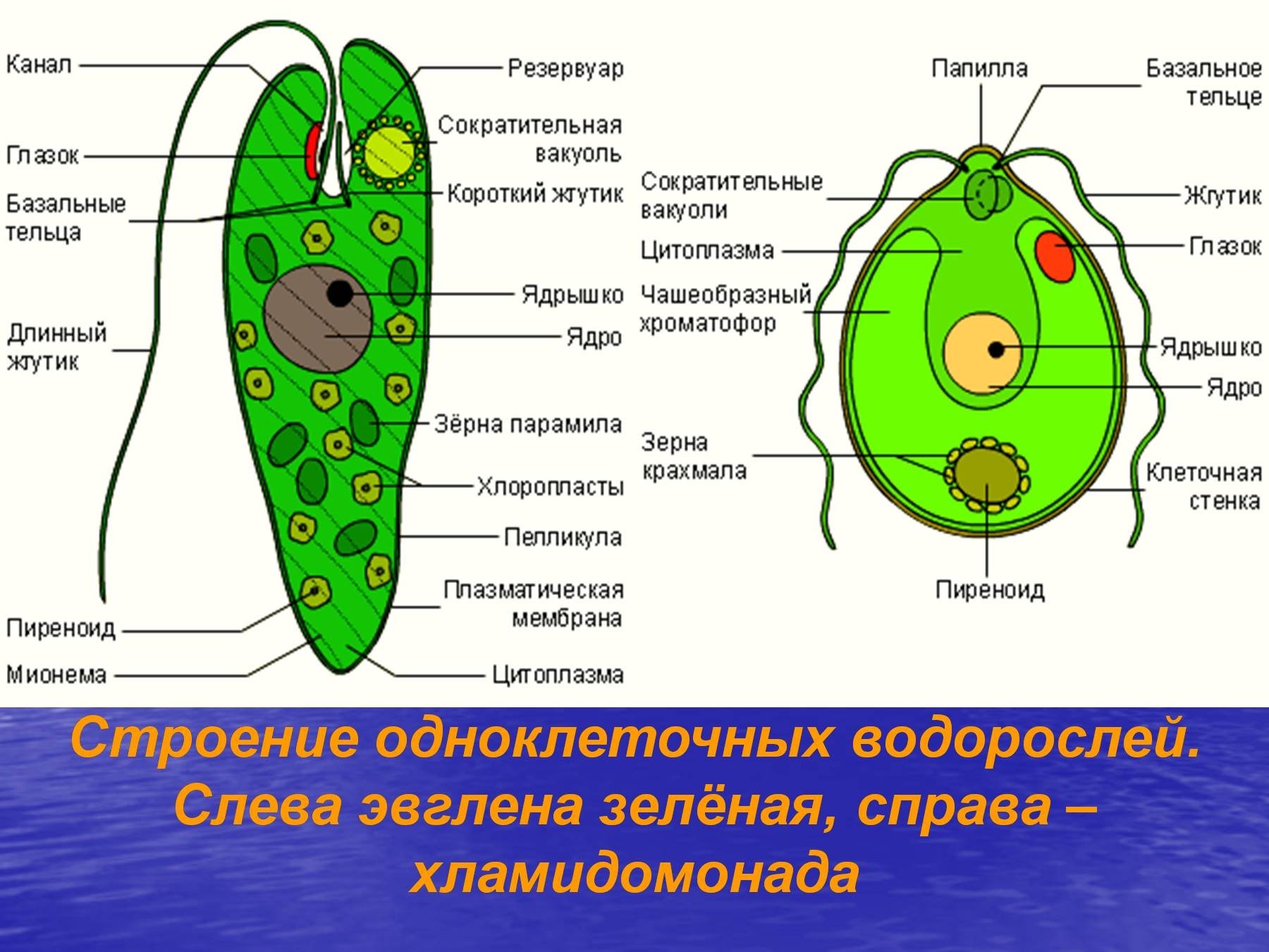 2 строение водорослей. Биология строение одноклеточных водорослей. Строение клетки одноклеточных. Рисунок одноклеточной водоросли хламидомонады. Эвглена зеленая водоросль.