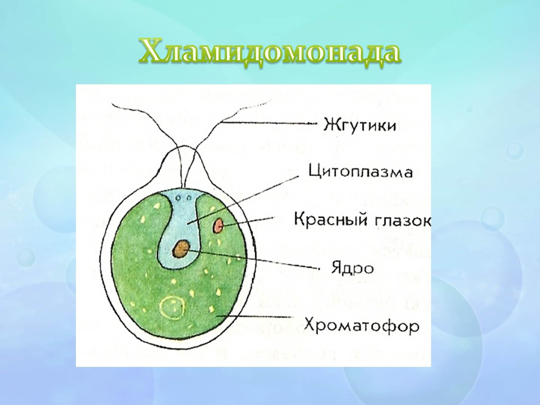 Известно что хламидомонада одноклеточная фотосинтезирующая зеленая водоросль. Строение водоросли хламидомонады. Строение одноклеточной водоросли хламидомонады. Хламидомонада 5 класс биология. Хроматофор у хламидомонады.
