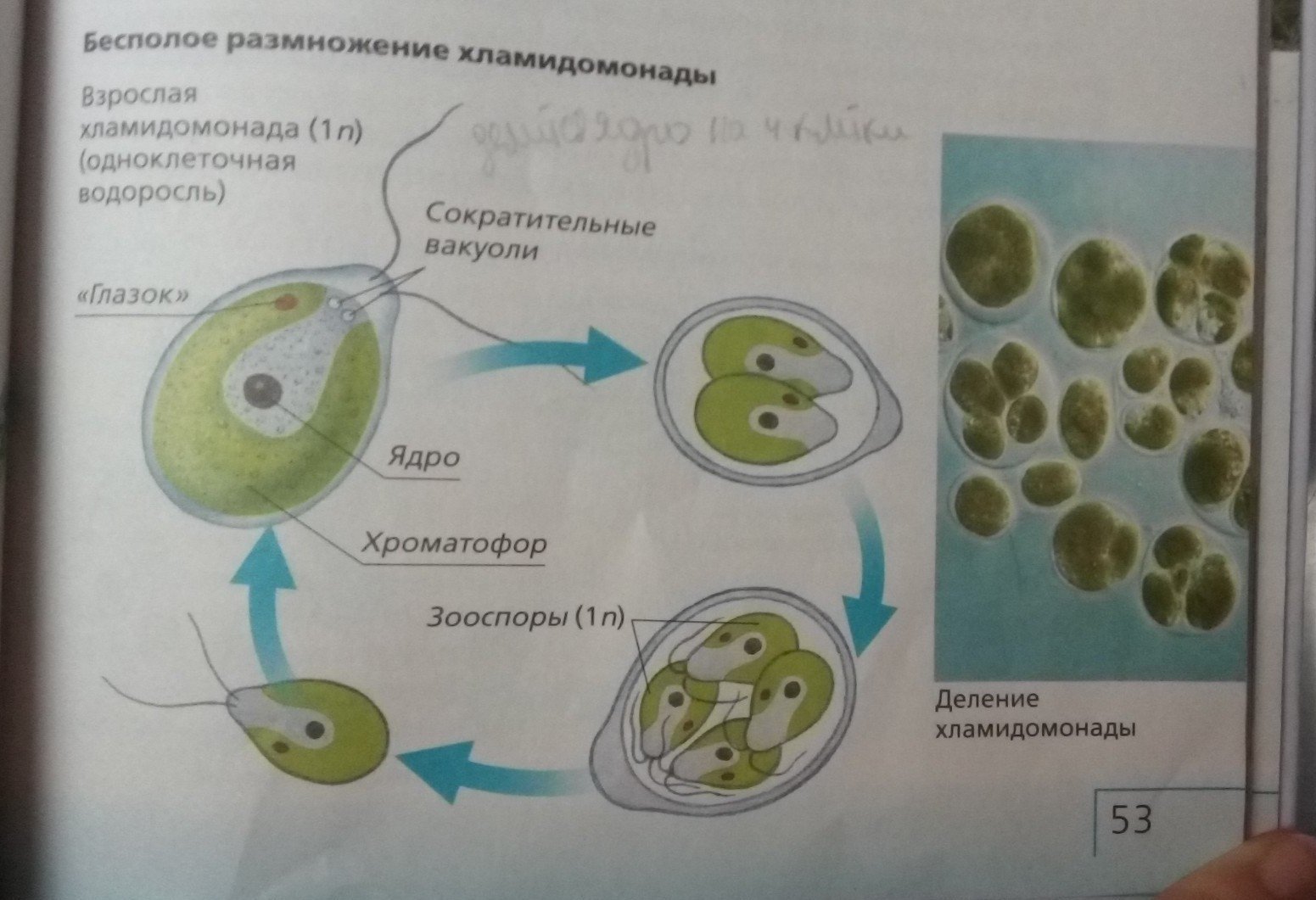 Развитие одноклеточных водорослей. Размножение одноклеточных водорослей хламидомонада. Половое размножение одноклеточных водорослей. Деление клетки хламидомонады. Бесполое размножение хламидомонады.