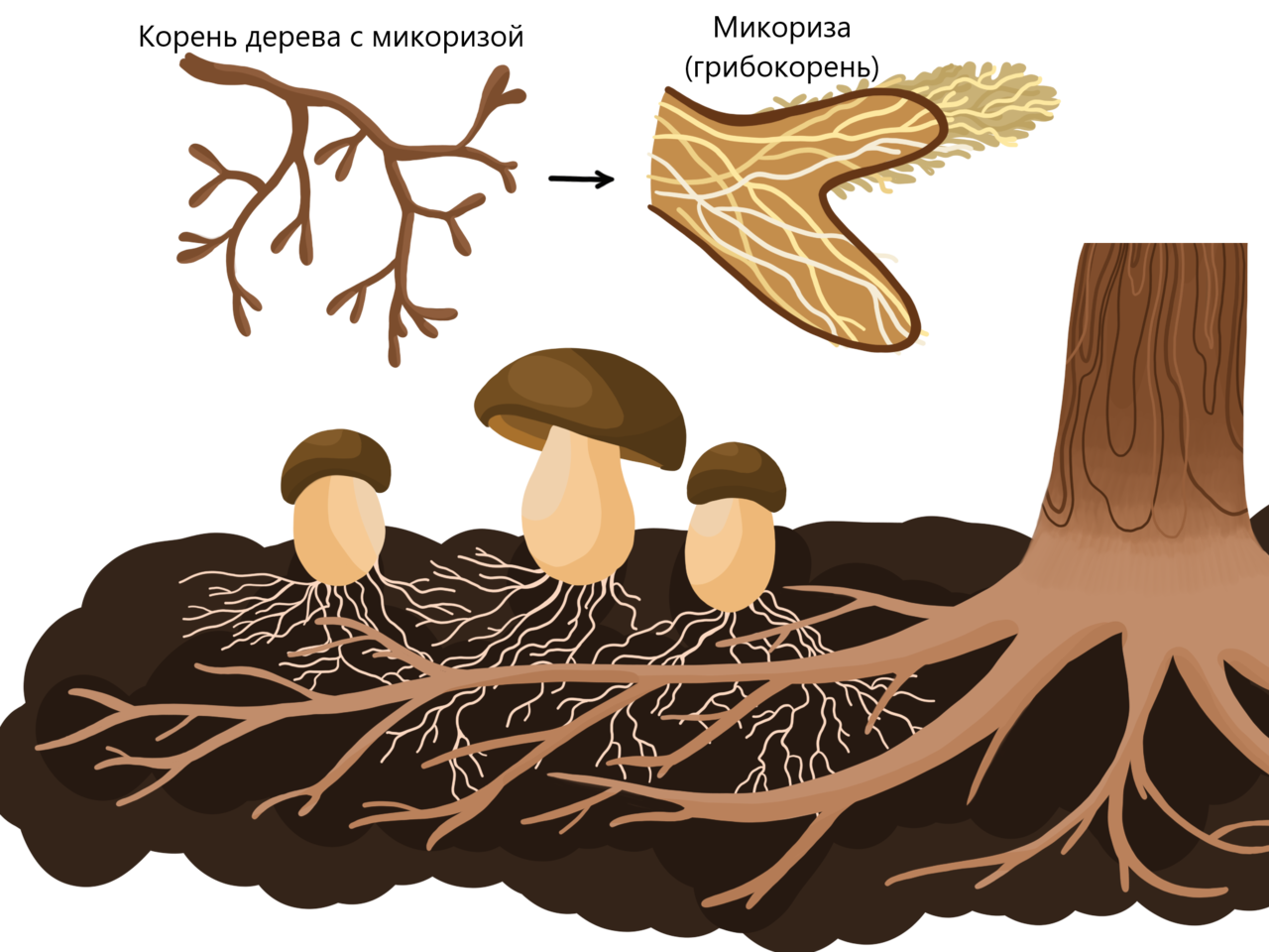 Что такое микориза у грибов. Микориза грибокорень. Микориза с грибами-симбионтами. Шляпочные грибы микориза. Эктотрофная микориза.