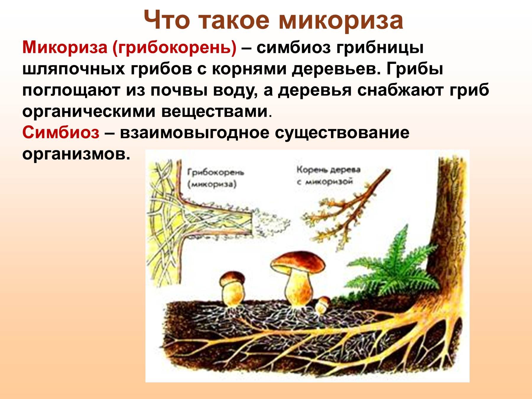 Шляпочные грибы водоросли. Шляпочные грибы микориза. Микориза у шляпочных грибов. Трутовик микориза. Что такое микориза у грибов.