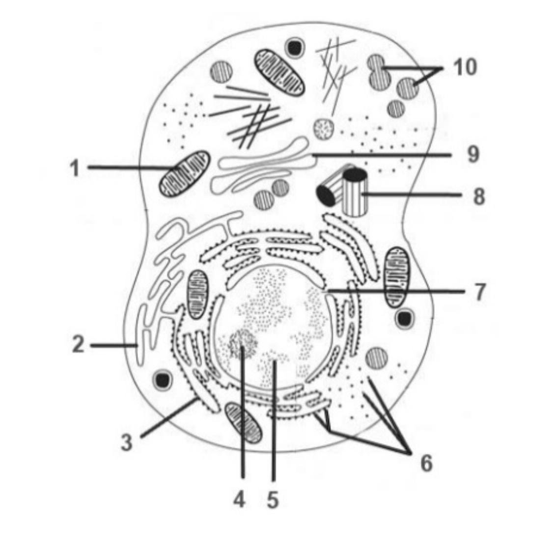 Рассмотрите рисунок растительной клетки какие органоиды. Органоиды животной клетки схема. Строение клетки задание. Обозначьте органоиды клетки изображенные на рис 4. Органеллы клетки схема.