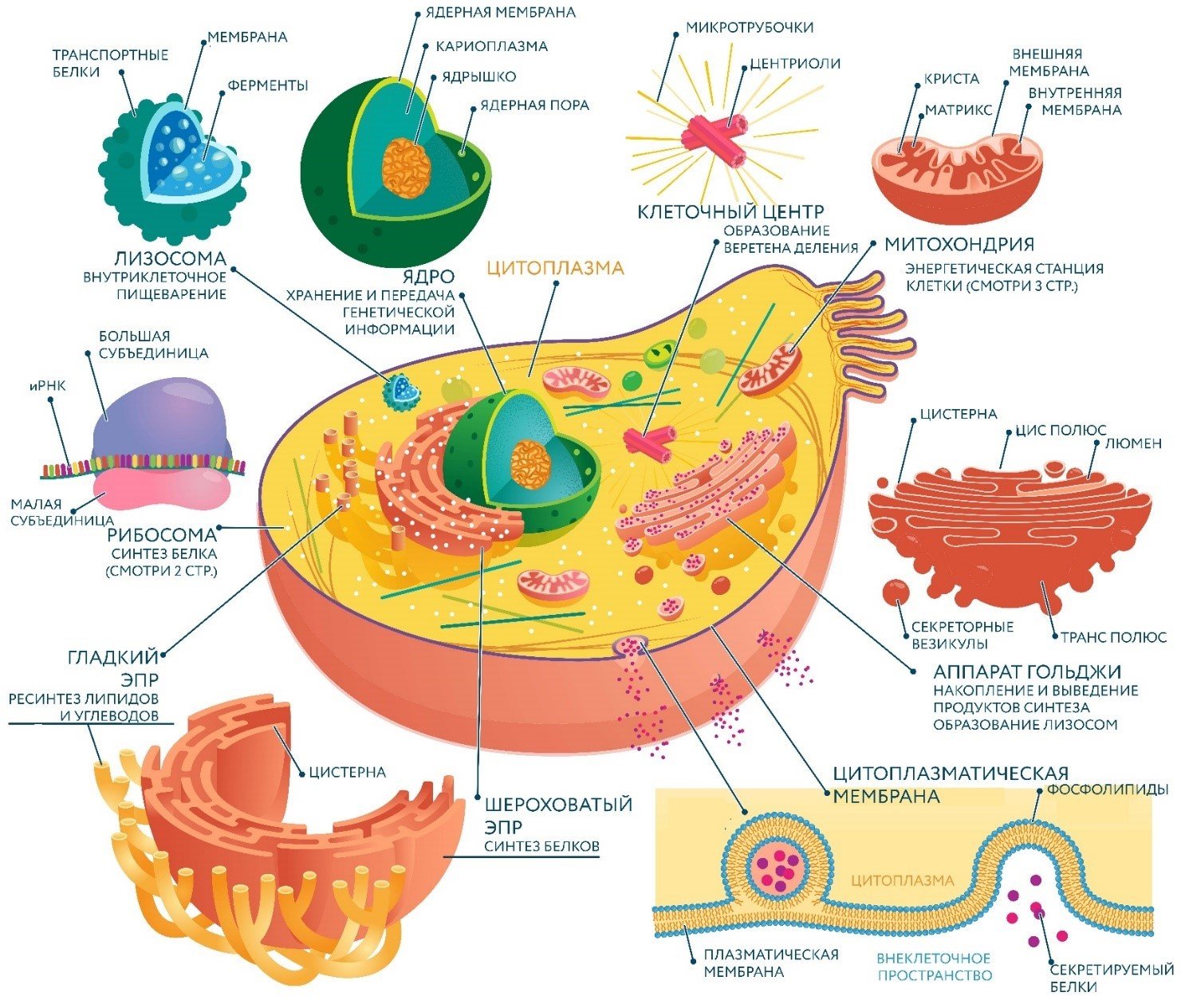 Какое значение этих органоидов в жизнедеятельности клетки