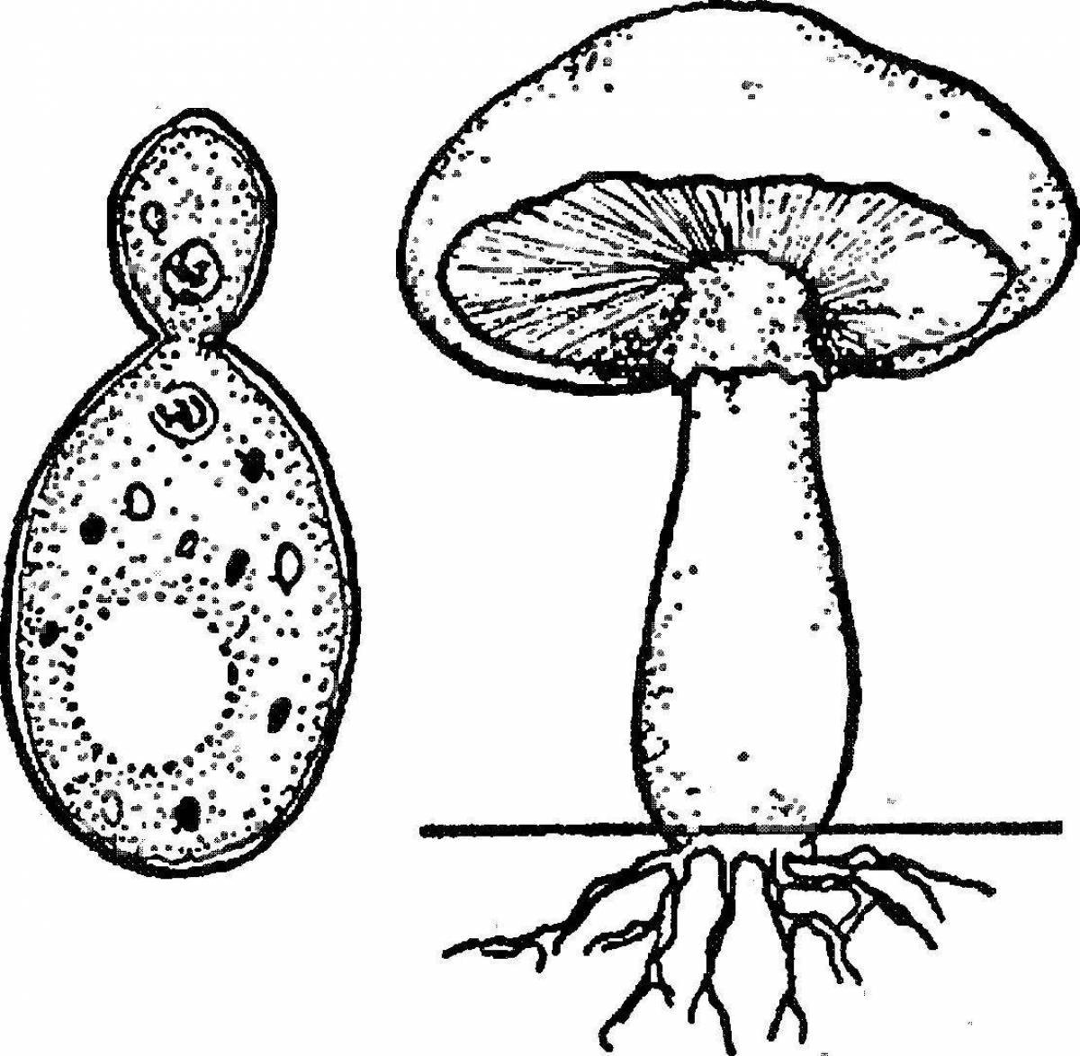 Шляпочные грибы водоросли. Строение шляпочного гриба. Нарисовать строение шляпочного гриба. Строение шляпочного гриба без подписей. Строение многоклеточного гриба.