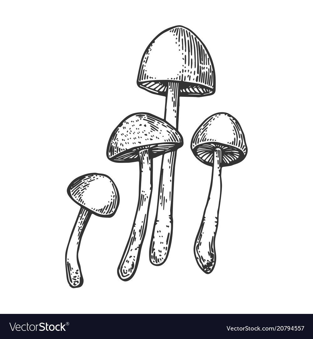 Строение гриба рисунок