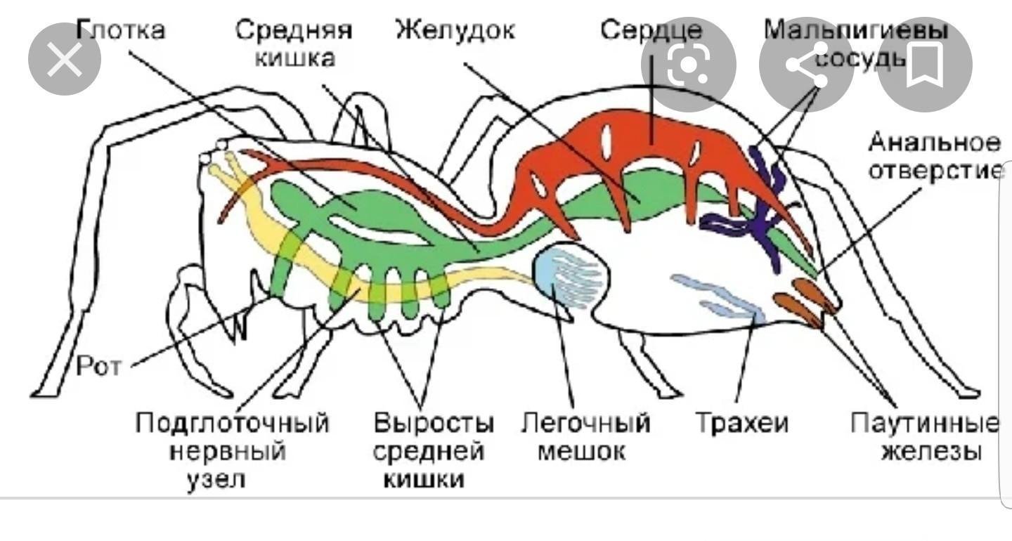 Биология паукообразные тест. Нервная система паукообразных 7 класс. Внутреннее строение паука. Внутреннее строение паукообразных. Кровеносная система паукообразных.