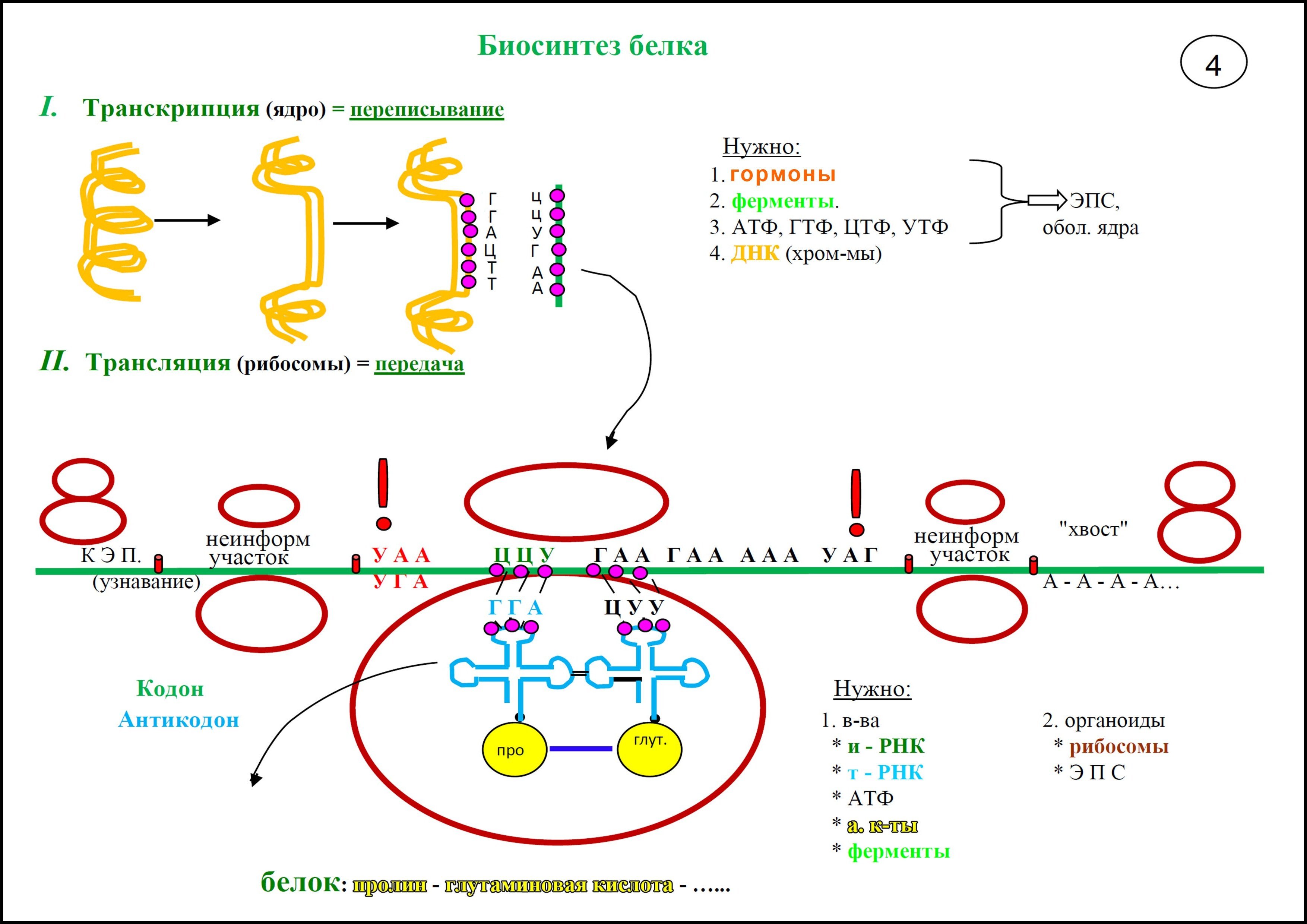 Транскрипция трансляция биосинтез. Этапы трансляции биосинтеза белка схема. Реакции матричного синтеза схема Синтез белка. Стадии трансляции биохимия схема. Схема трансляции белка биохимия.