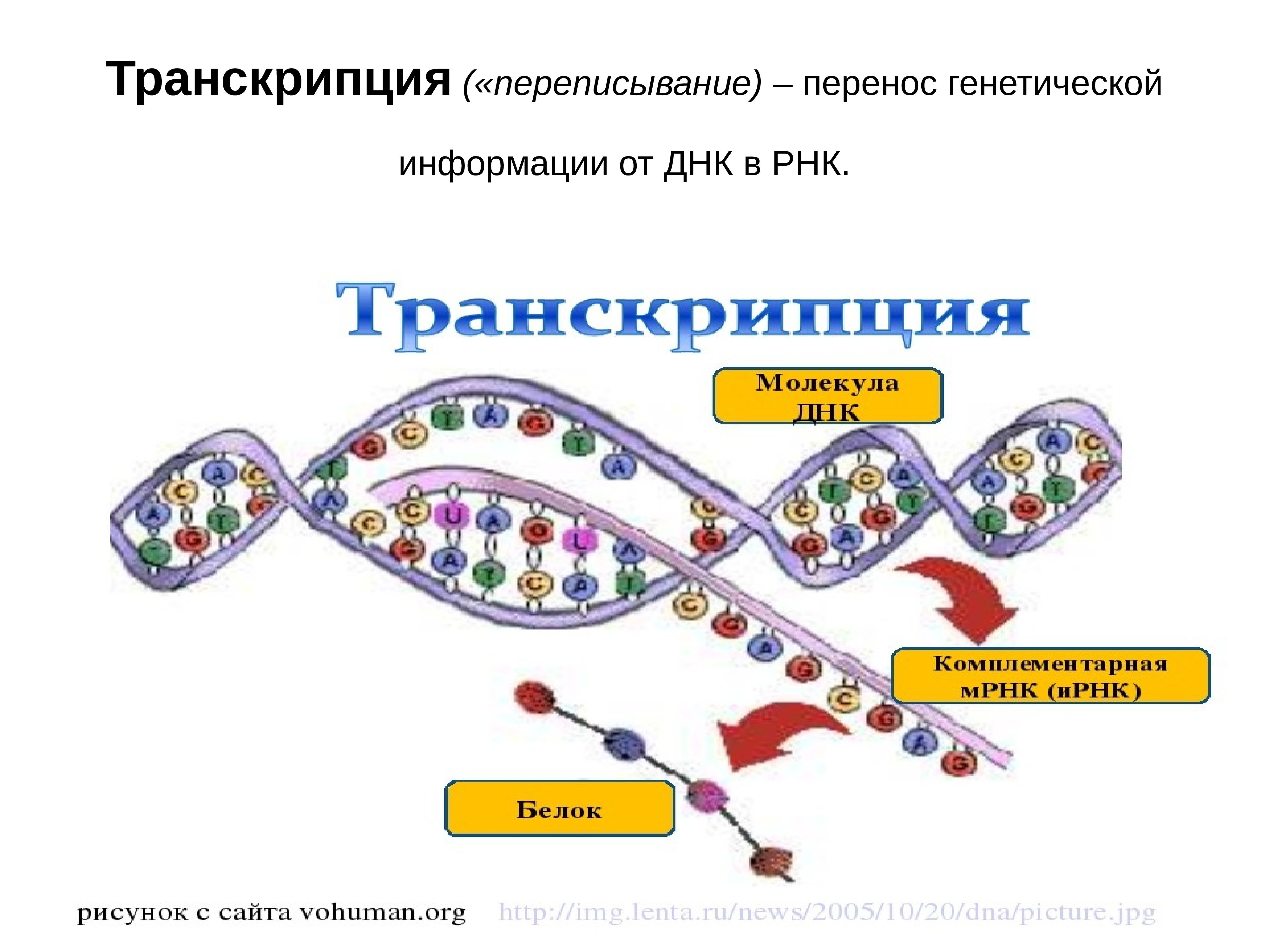 Молекула рнк и информация. Транскрипция РНК схема. Транскрипция биология схема. Схема транскрипции ИРНК на ДНК. Процесс транскрипции в биологии.