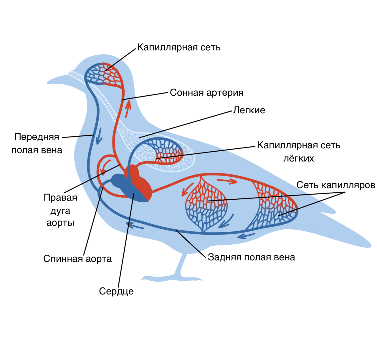 Замкнутая дыхательная система. Схема строения кровеносной системы птиц. Внутреннее строение птиц кровеносная. Схема кровеносной системы птицы биология 7 класс. Строение кровеносной системы голубя.