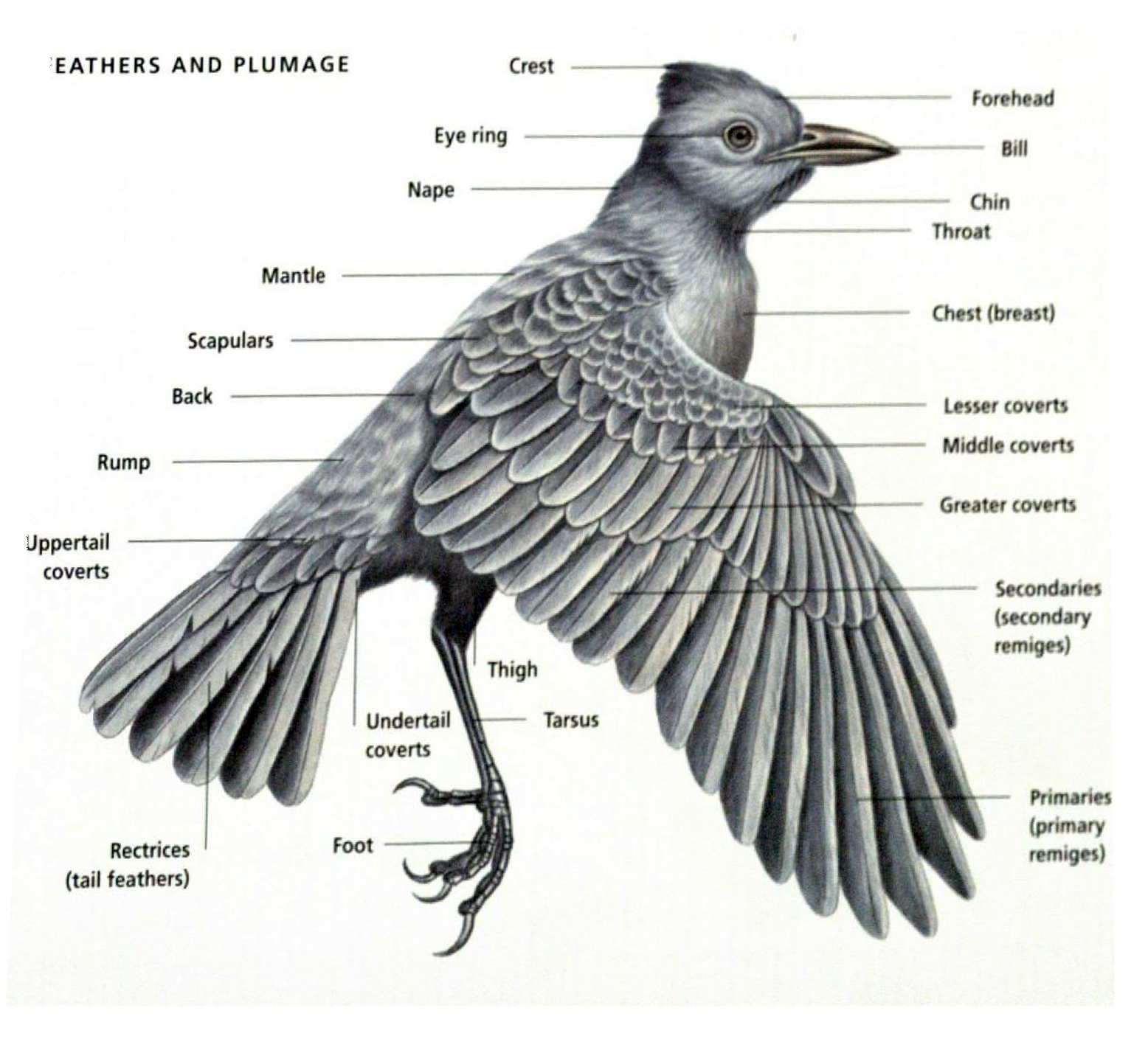 Внутреннее строение орла. Анатомия птиц. Строение птицы. Анатомическое строение птицы. Тело птицы анатомия.